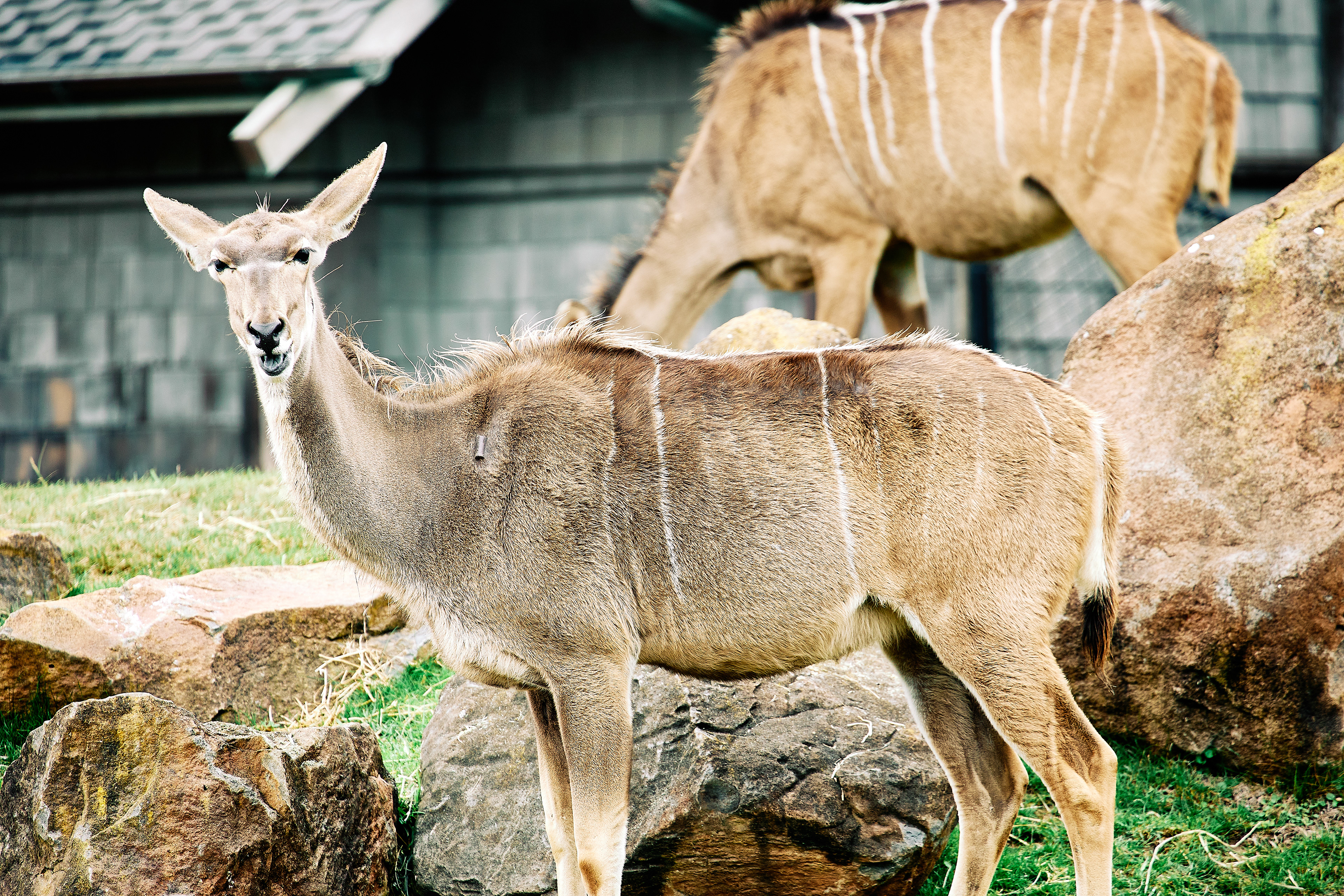Greater Kudu