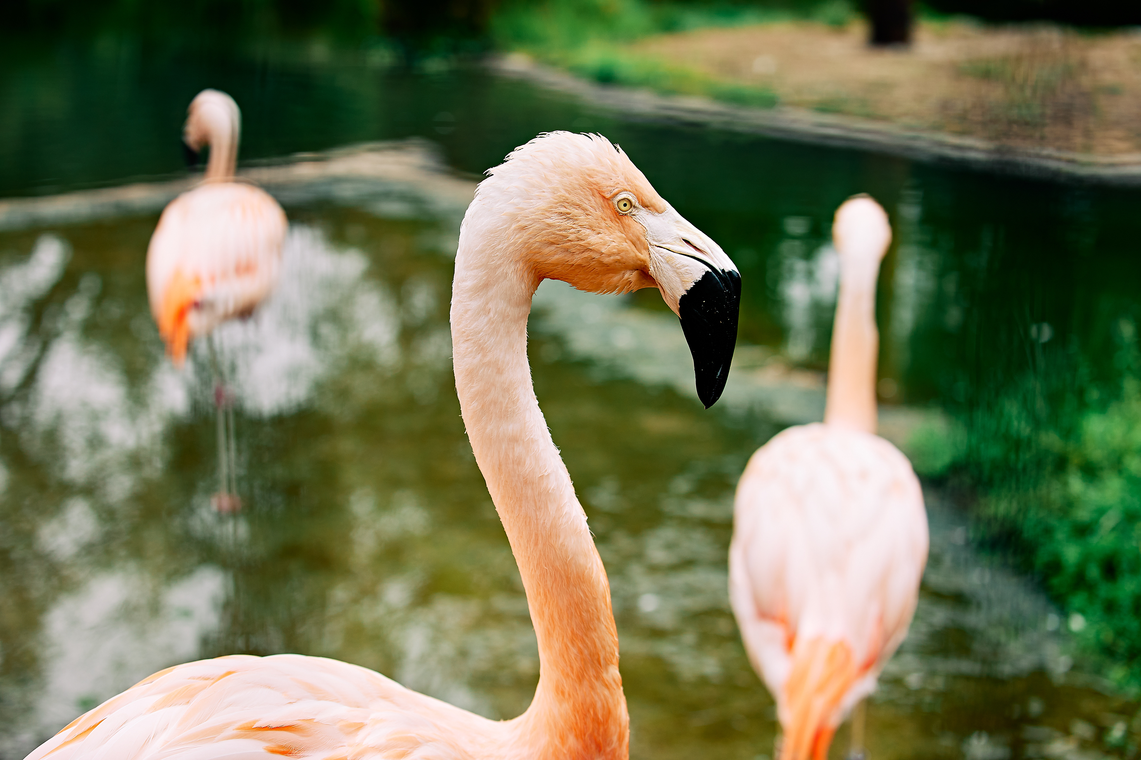 Chilean Flamingo