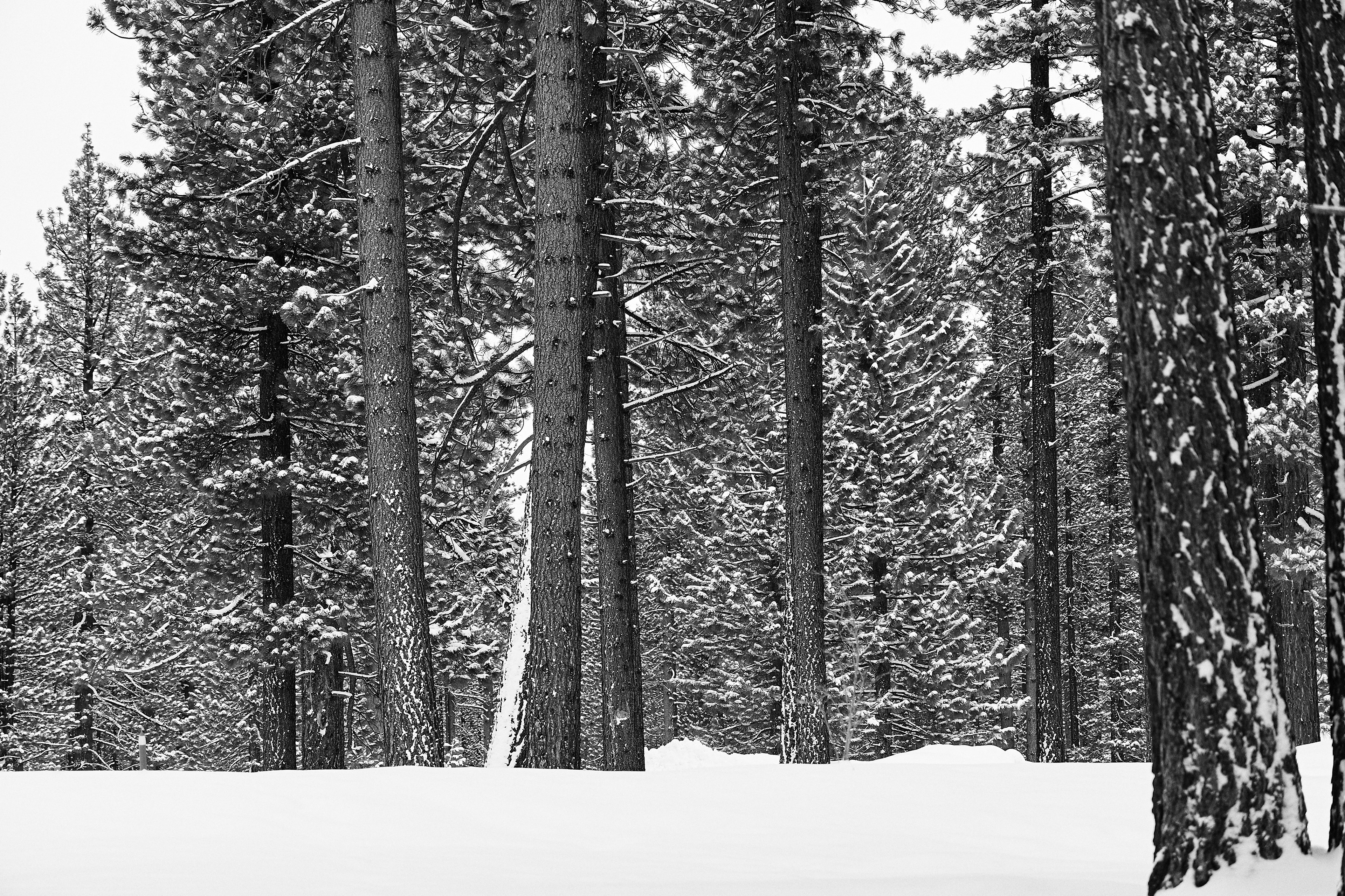 Bijou Park, South Lake Tahoe. Canon RF 24-105mm F4L IS USM
