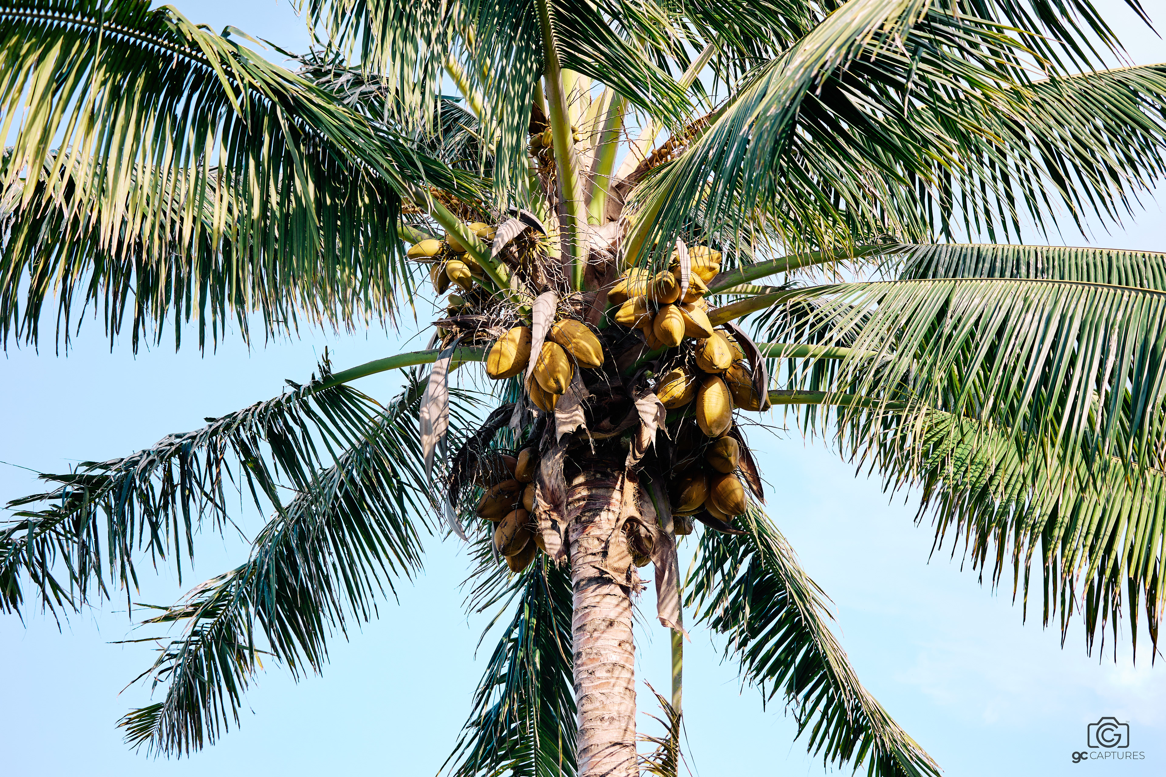 PCC. Canon RF 70-200mm F2.8L IS USM