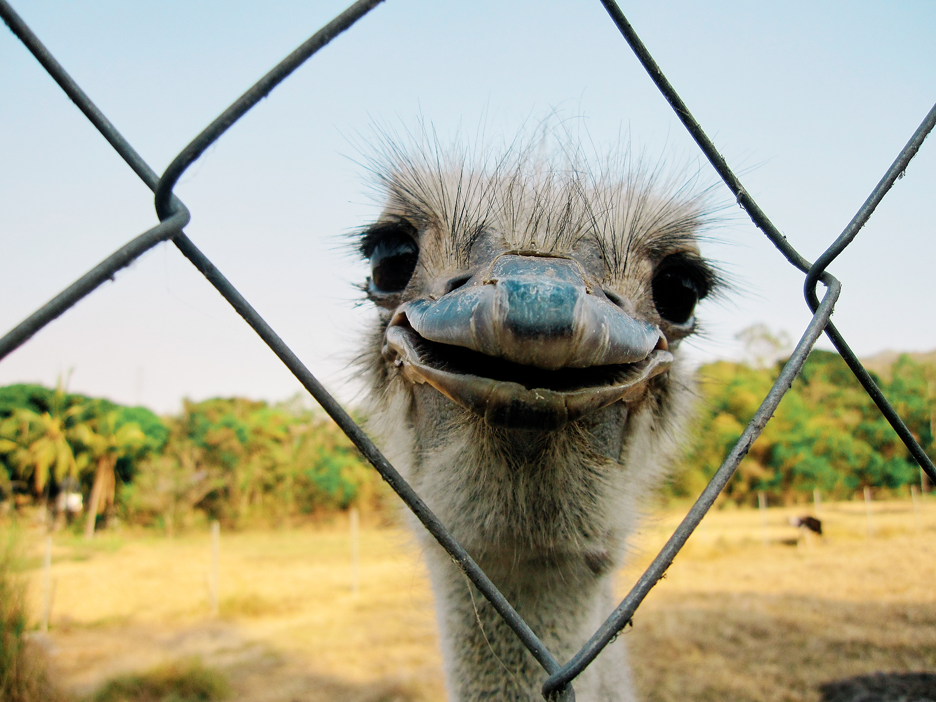 Canon PowerShot SD960 IS