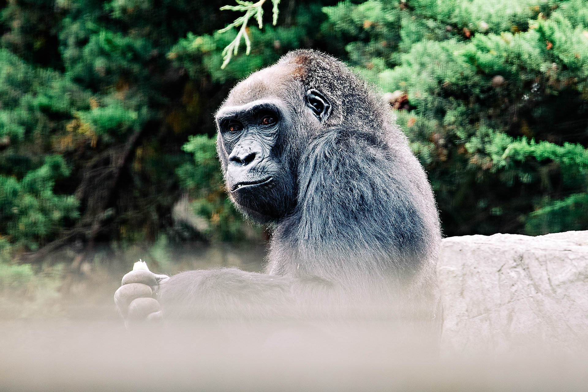 Western Lowland Gorilla