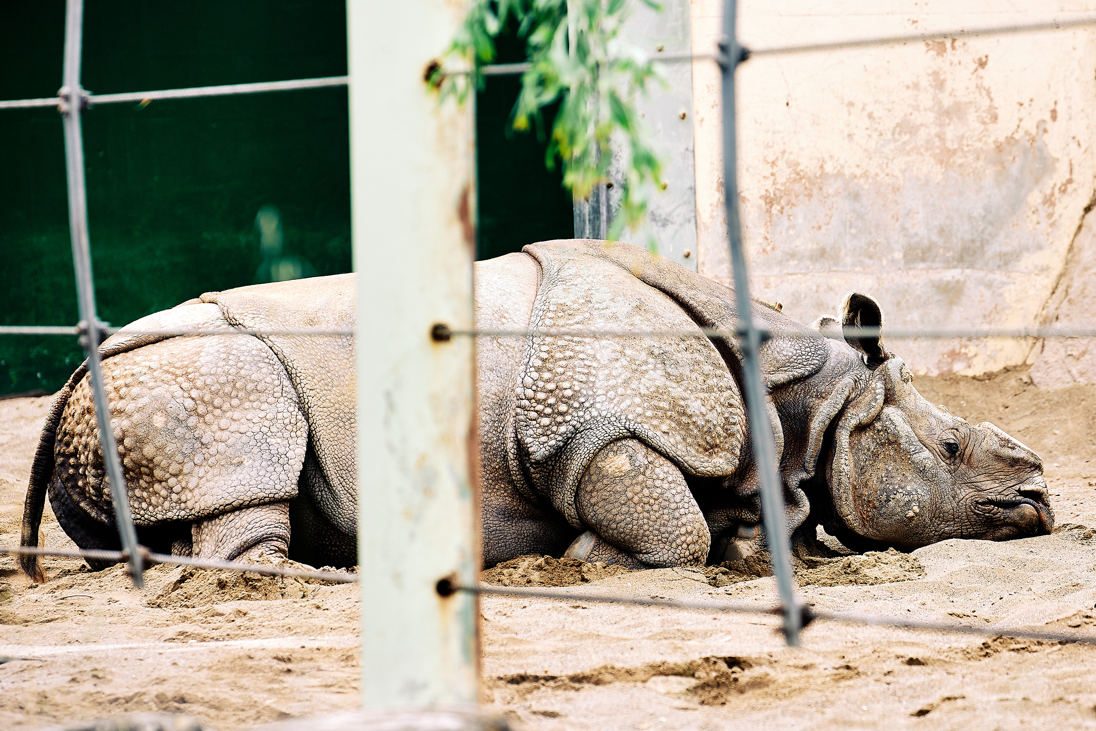 Greater One-horned Rhinoceros
