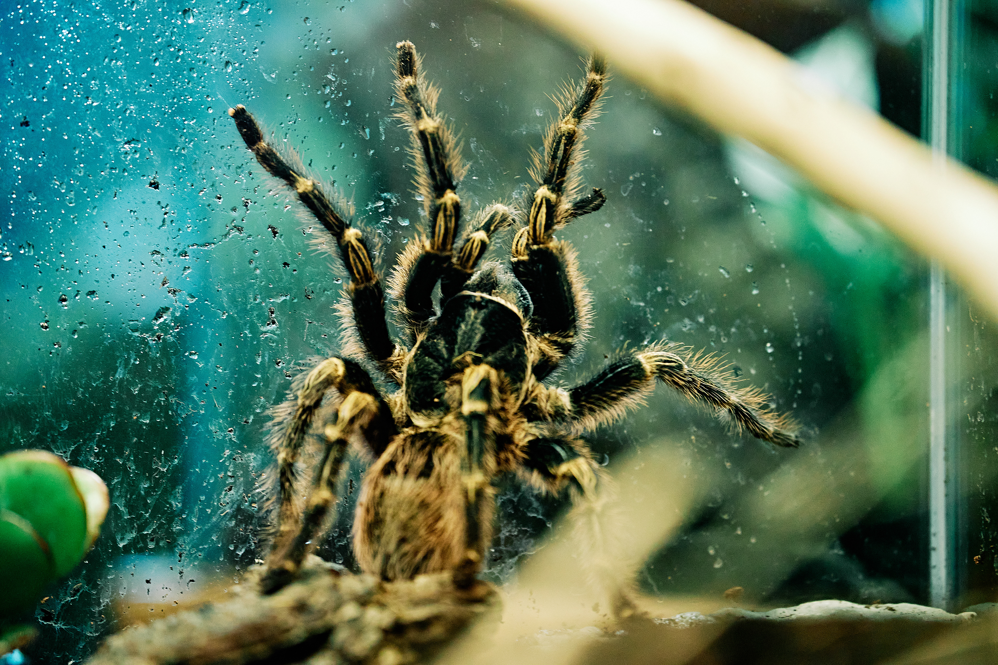 Chilean Rose Tarantula