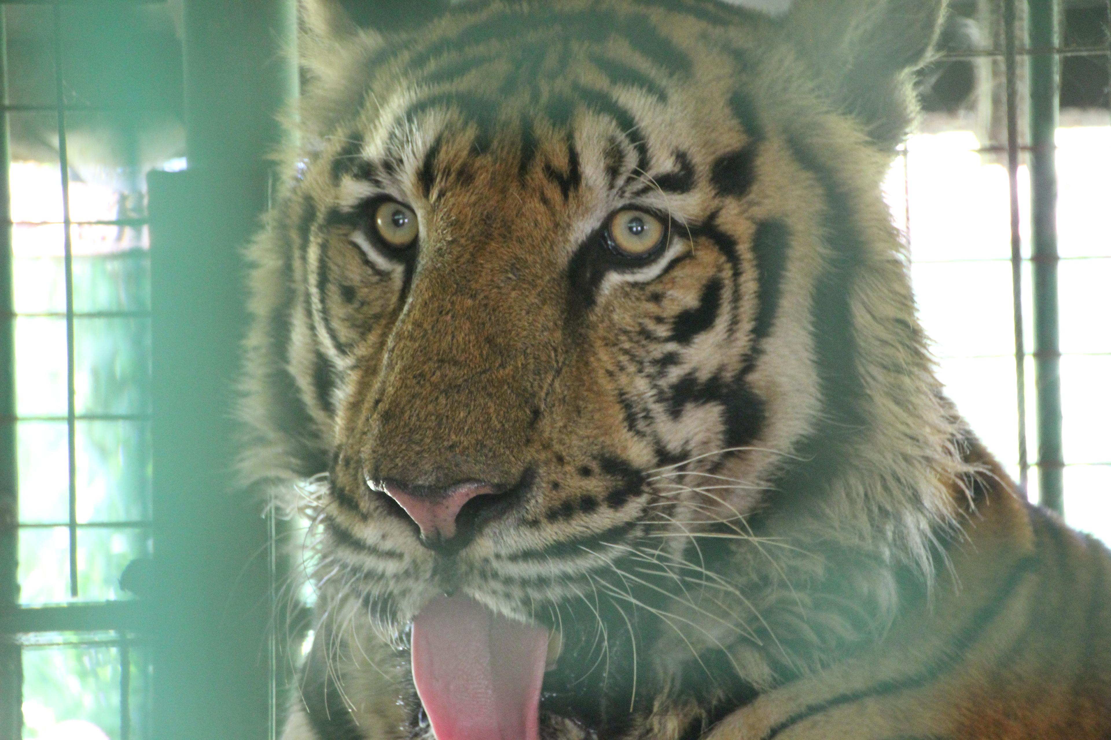 Zoobic, Subic, Zambales, Philippines - October 2014. Canon EOS REBEL T2i