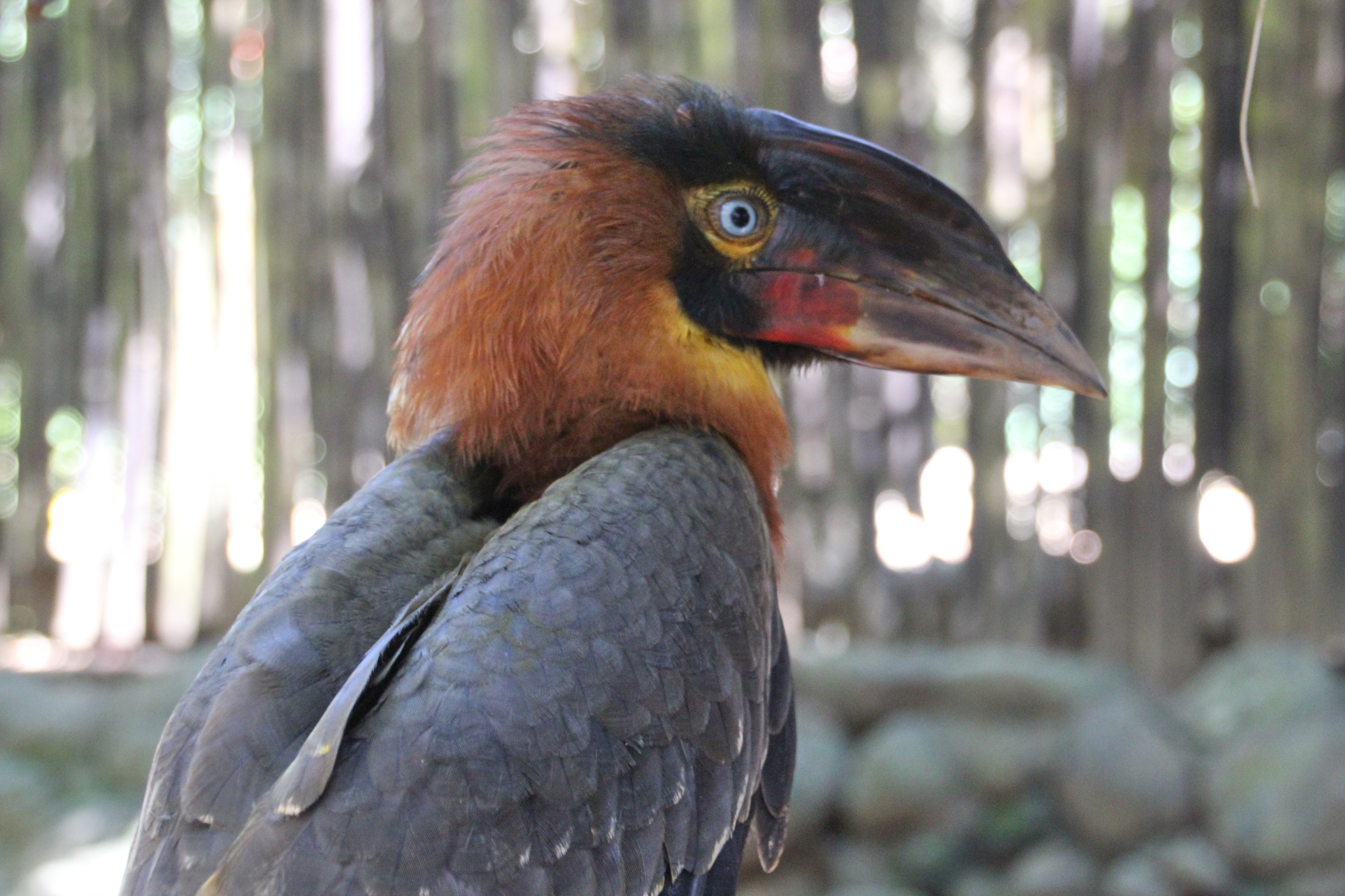 Zoobic, Subic, Zambales, Philippines - October 2014. Canon EOS REBEL T2i