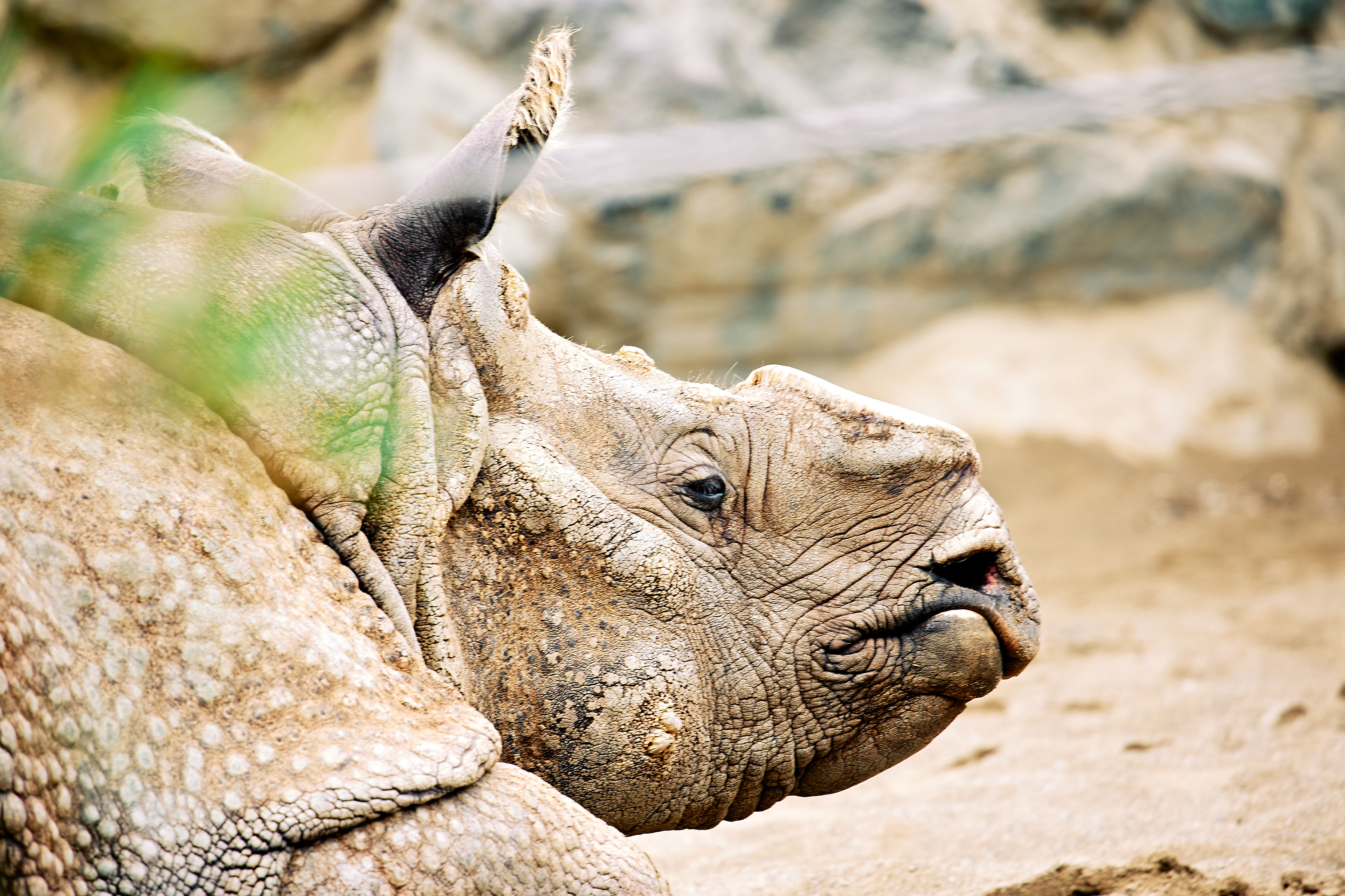 Greater One-horned Rhinoceros
