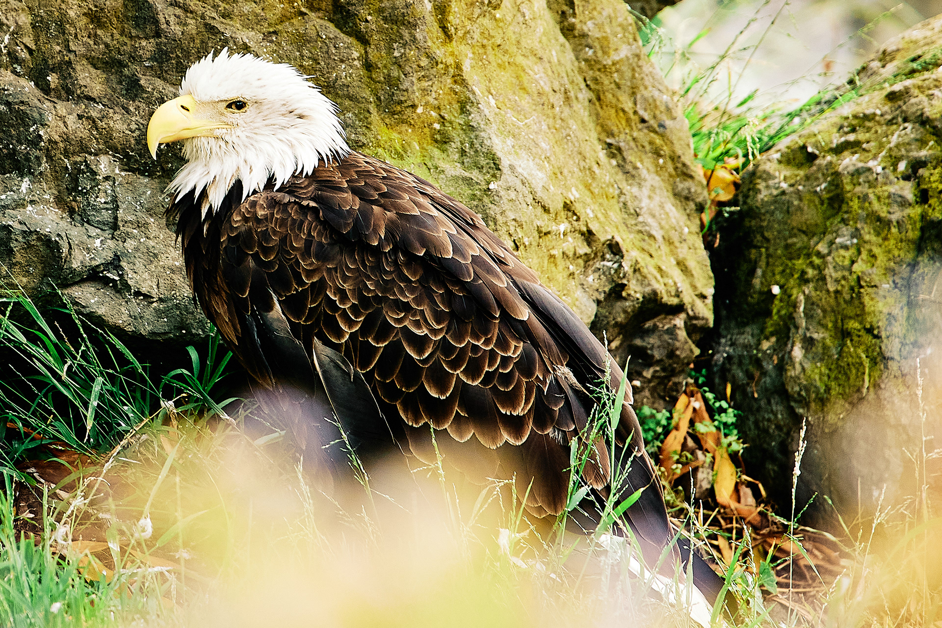 Bald Eagle
