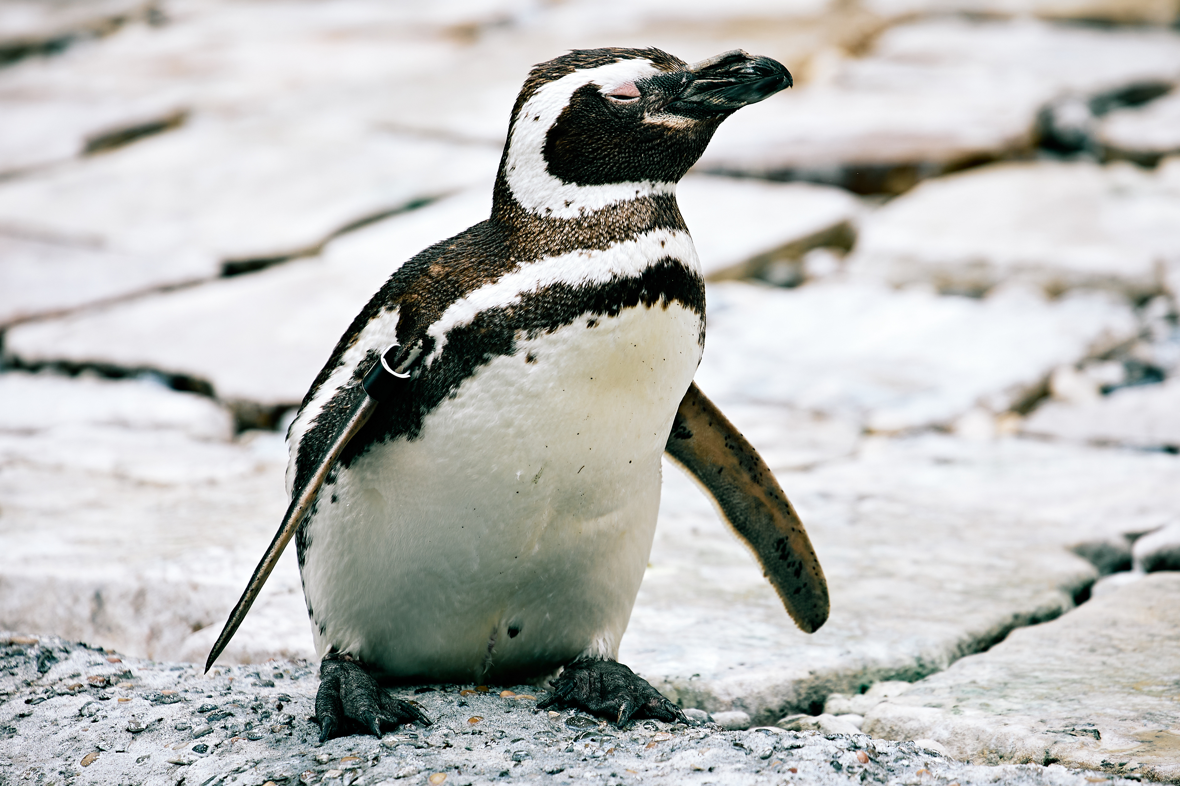 Magellanic Penguin