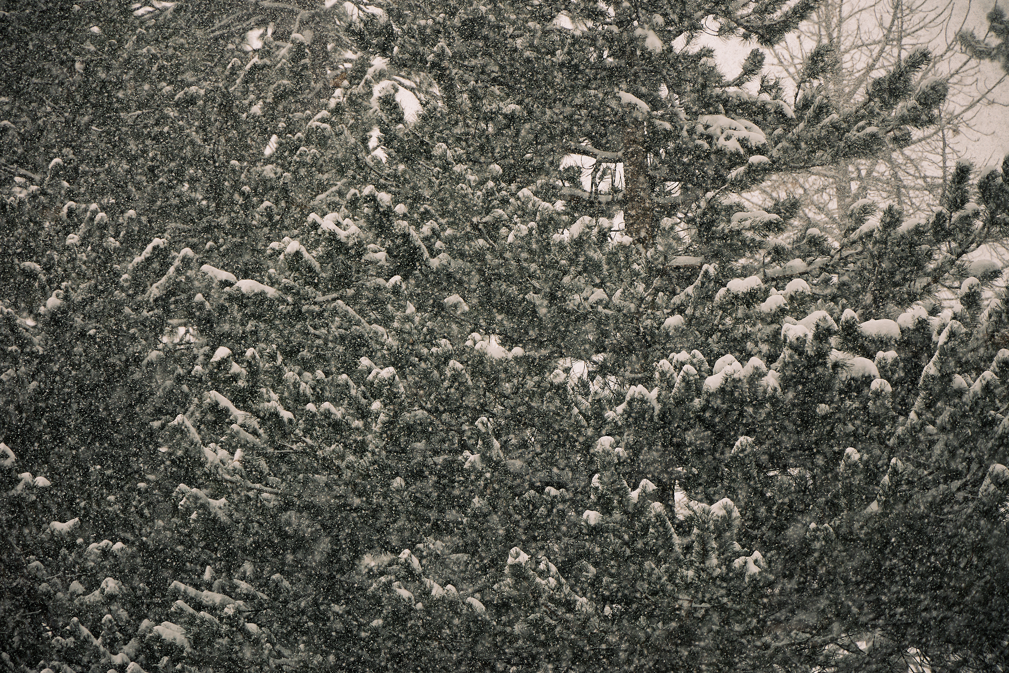 Americana Village. Canon RF 24-105mm F4L IS USM