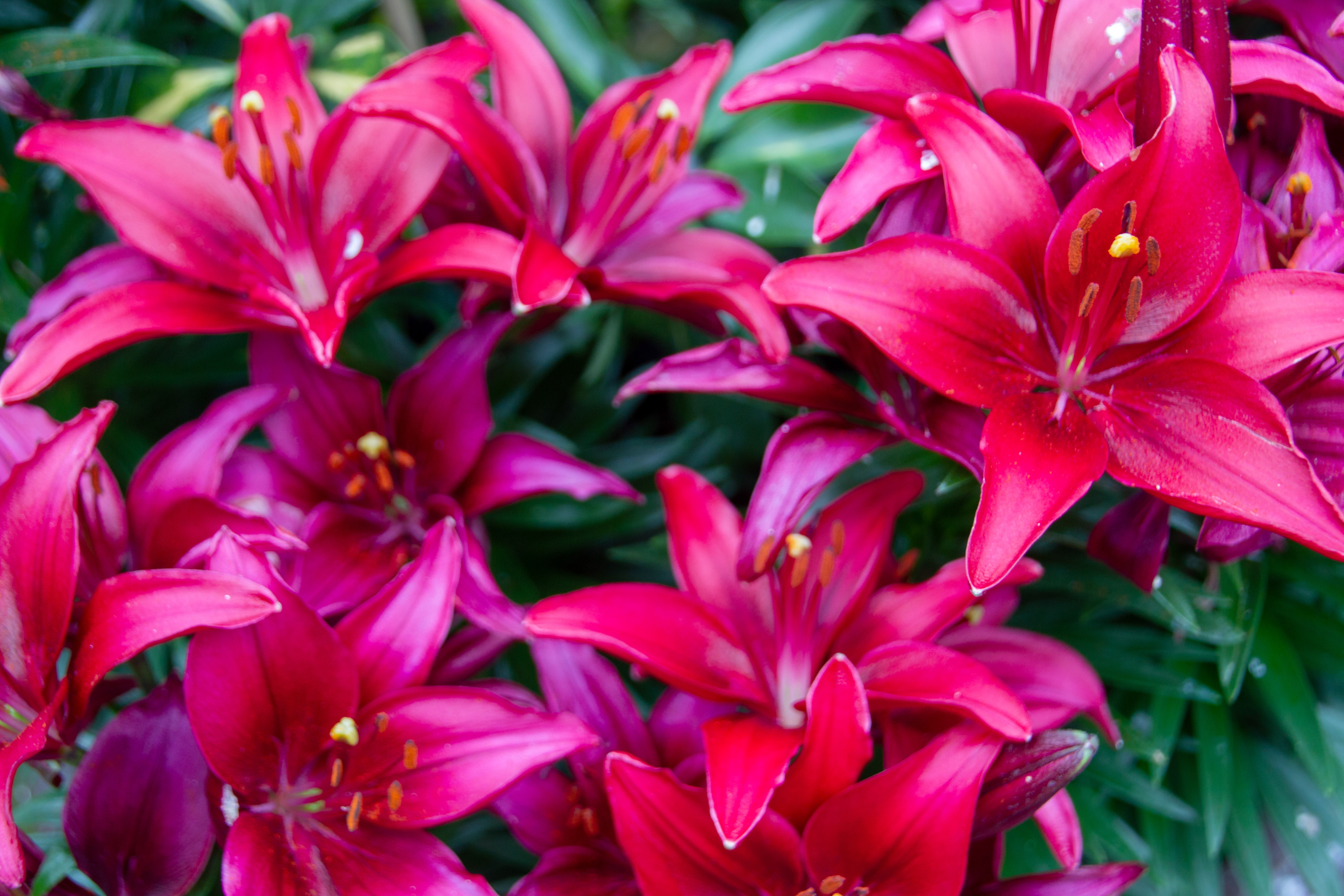 Canon EOS REBEL T2i | Tamron AF 18-270mm f/3.5-6.3 Di II VC PZD