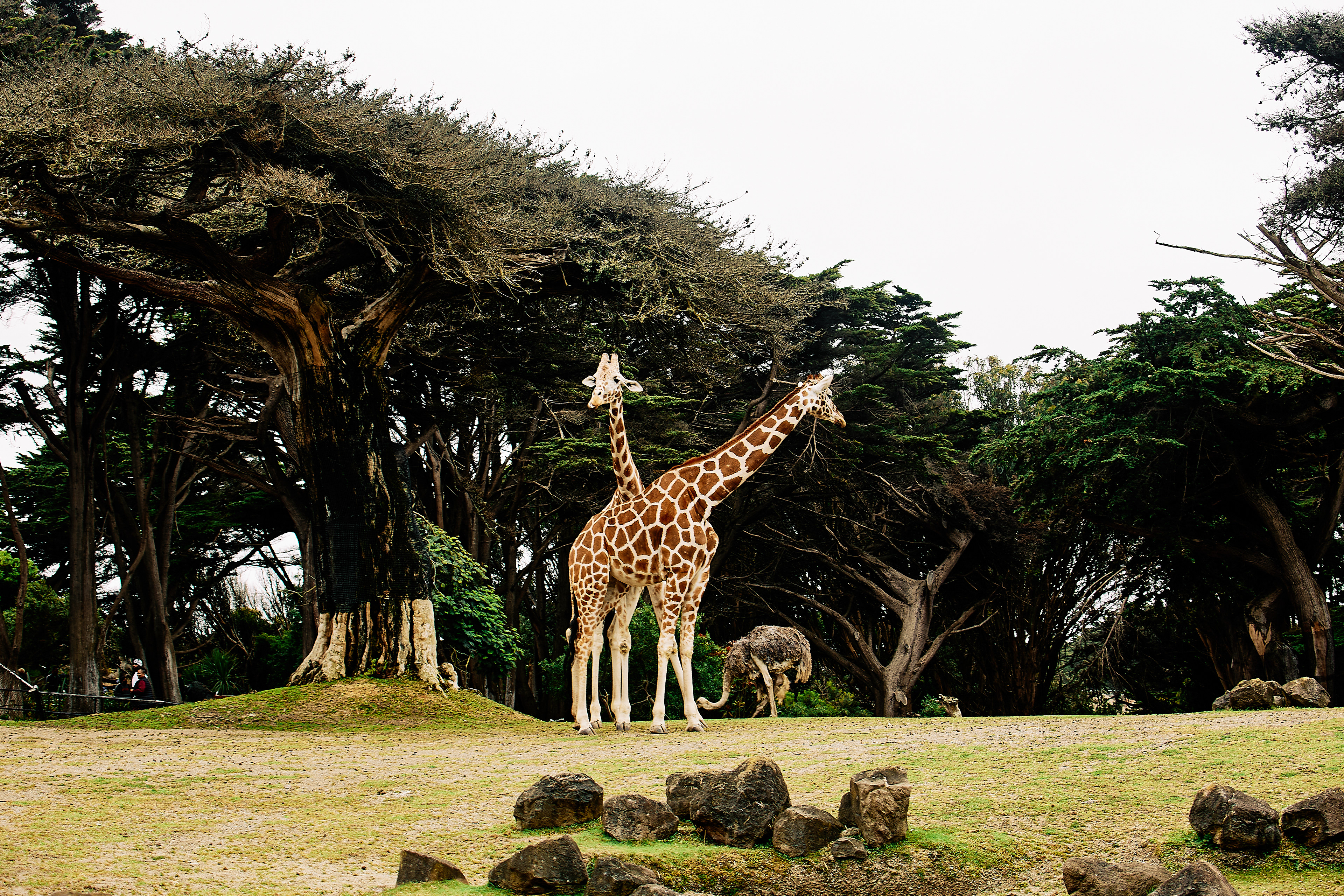 Reticulated Giraffe, ostrich