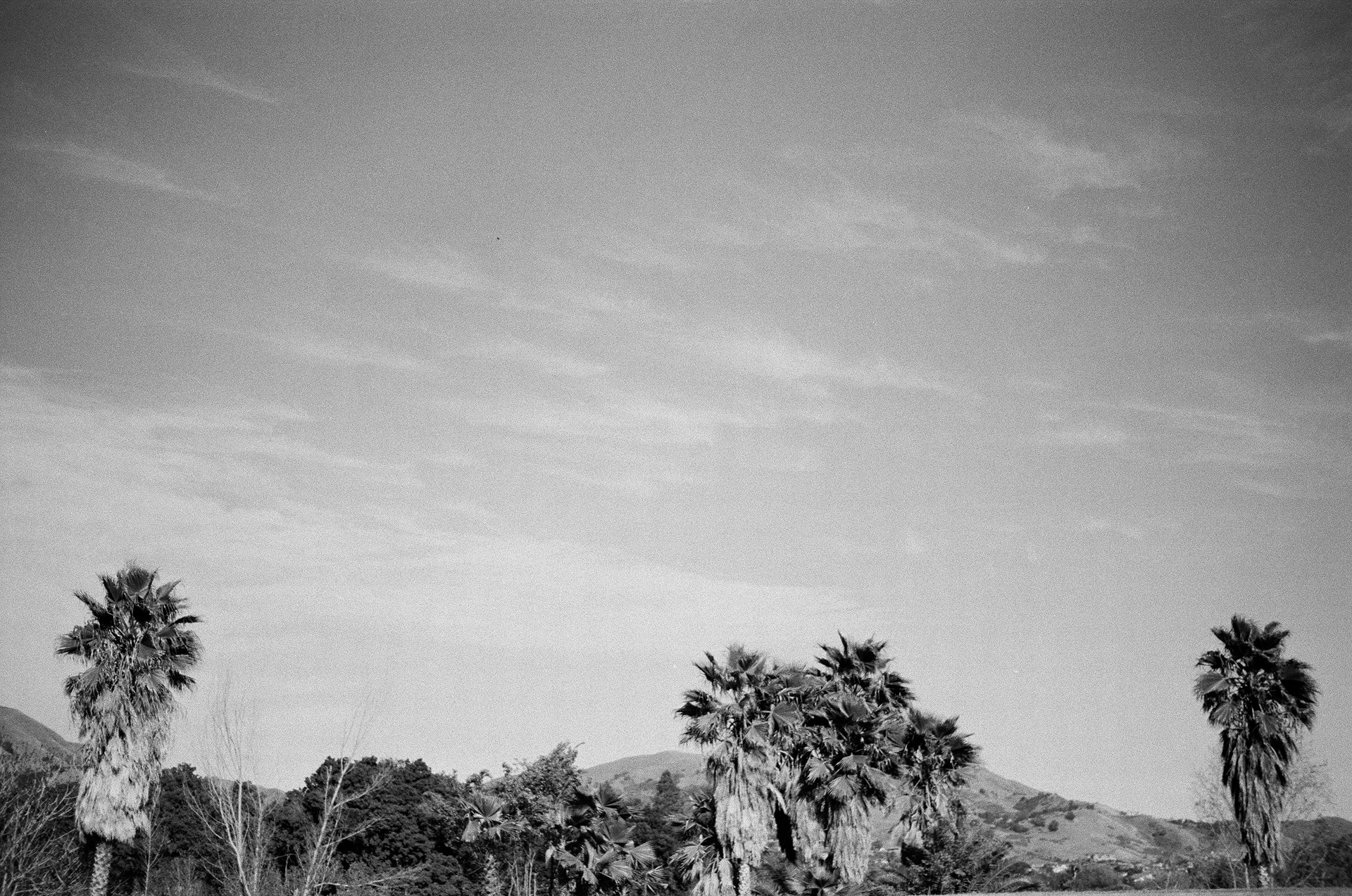 San Jose • March 2022 • Minolta Maxxum 9000 • Minolta 50mm 1.7 AF • Kodak Select Series 400 B&W Plus