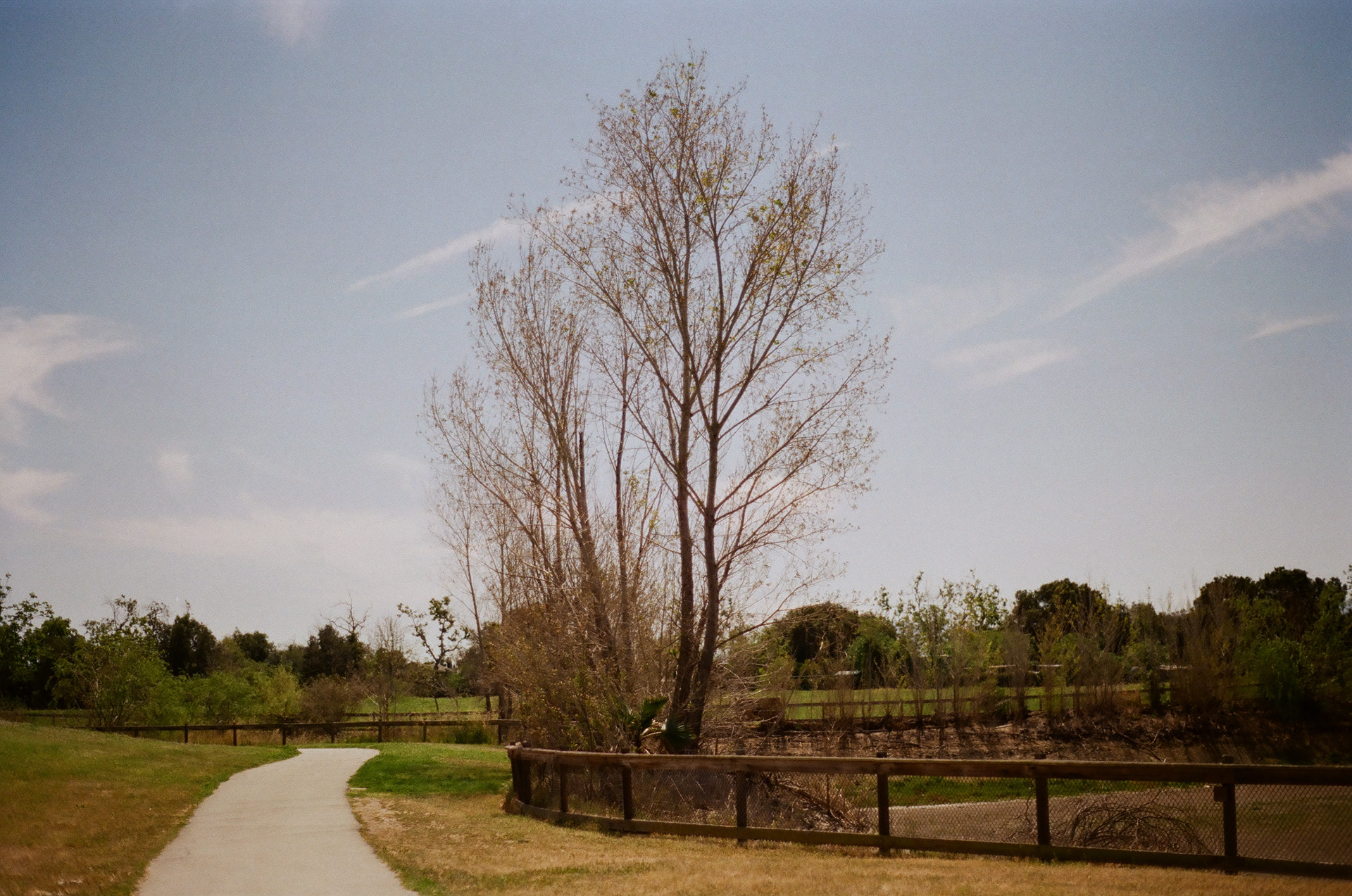 San Jose • March 2022 • Minolta Maxxum 9000 • Minolta 50mm 1.7 AF