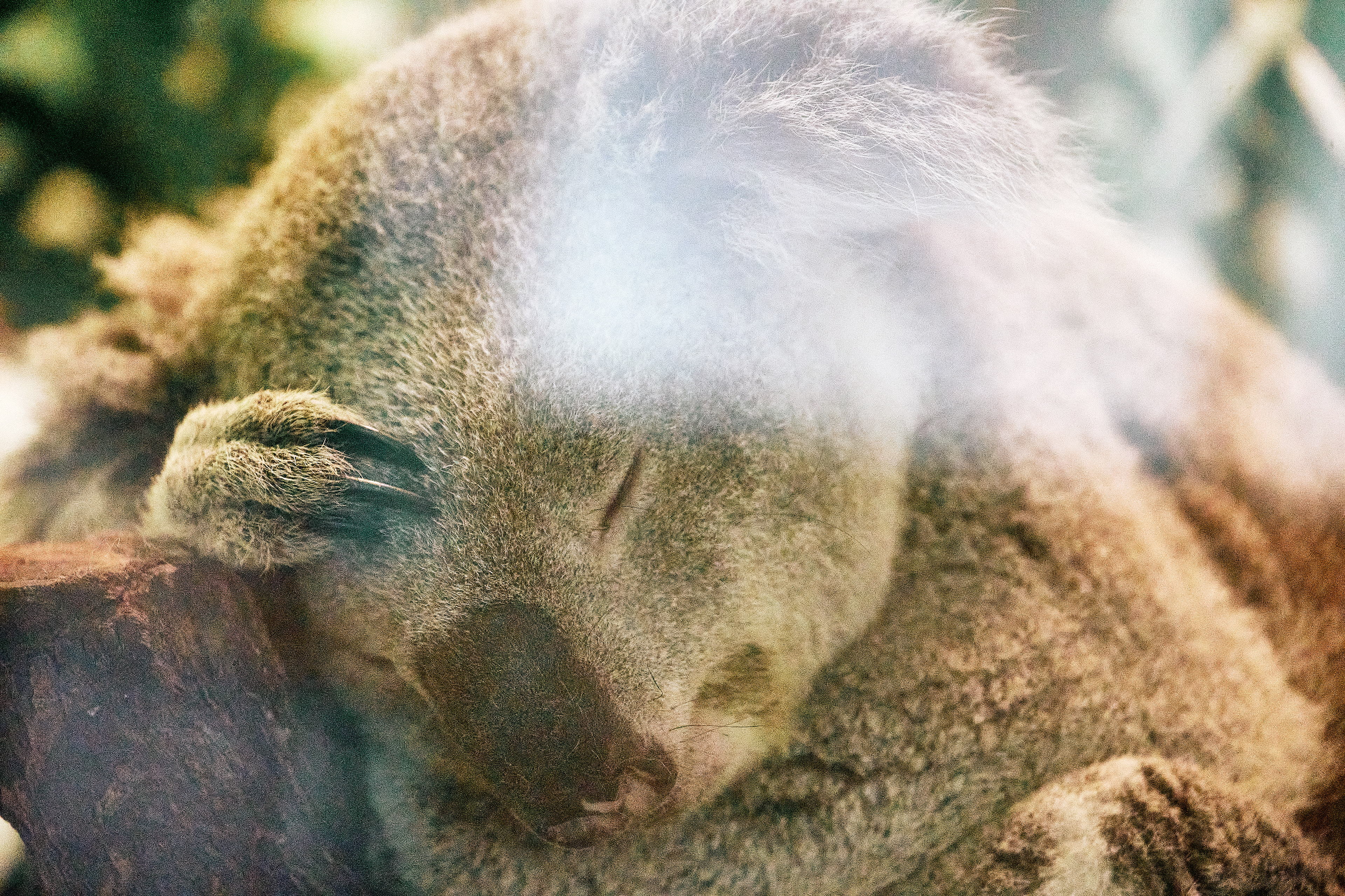 Koala napping