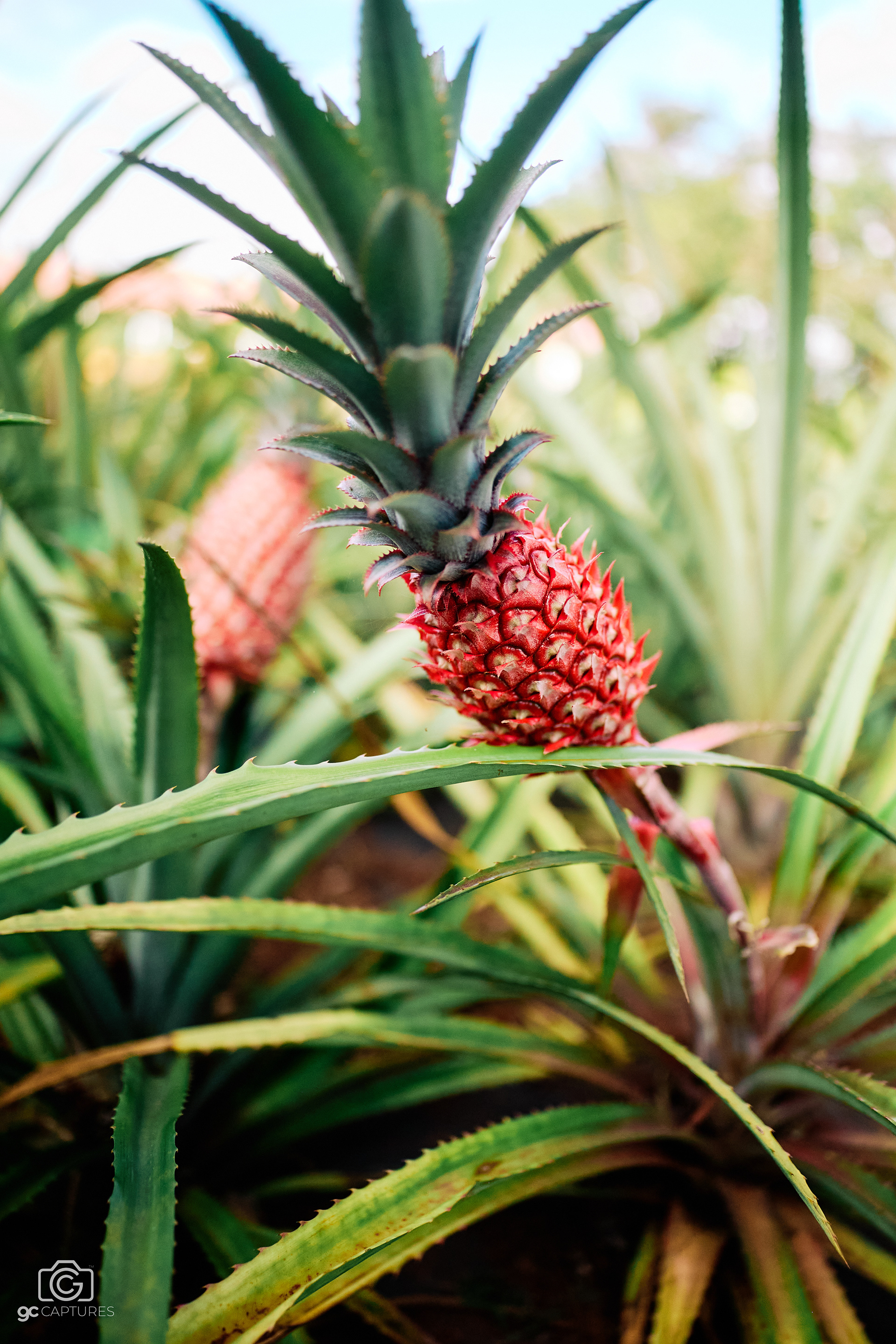 Paina Keiki - Dole Plantation, Wahiawa, Hawaii. Canon RF 24mm F1.4 L VCM