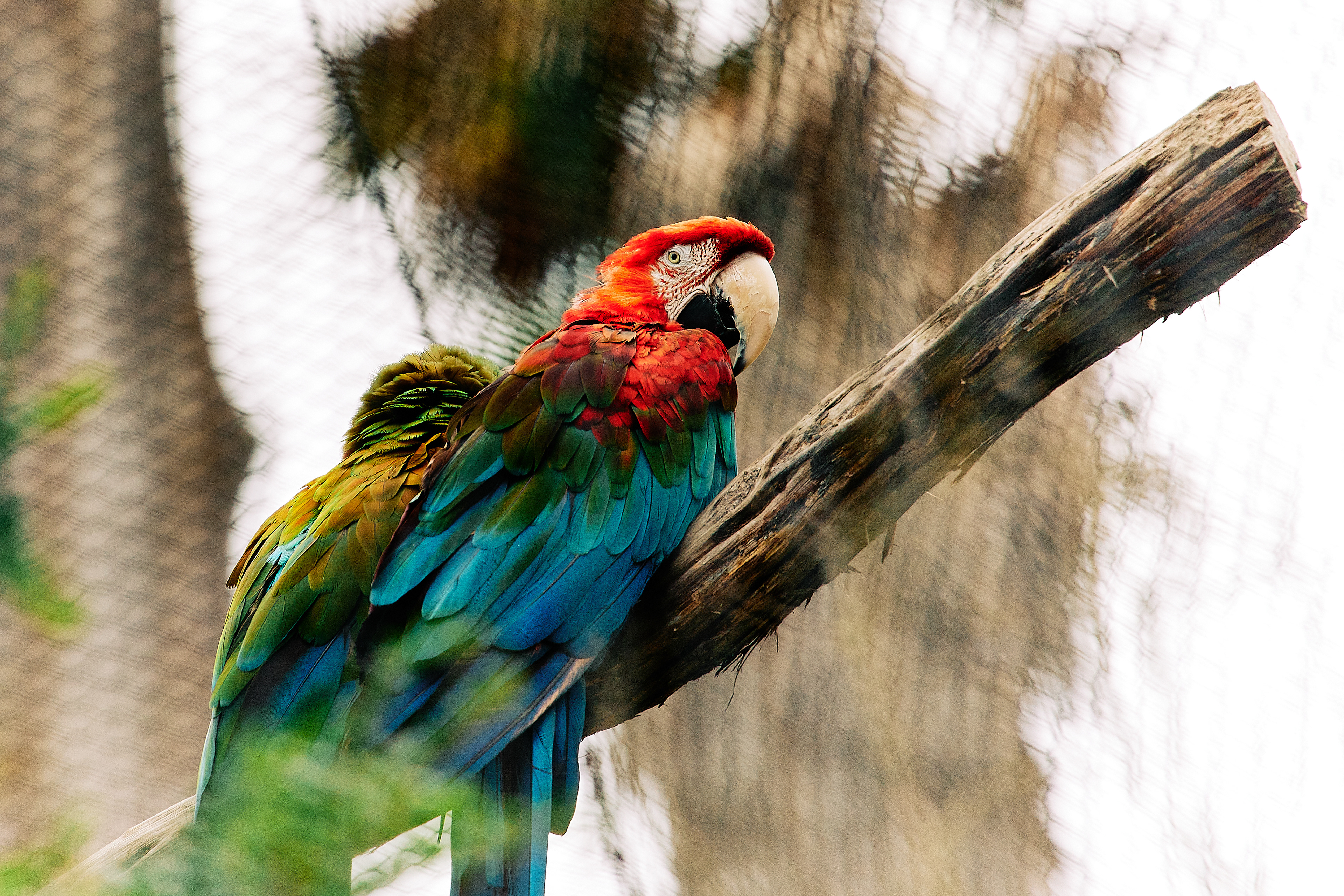 Green-winged Macaw