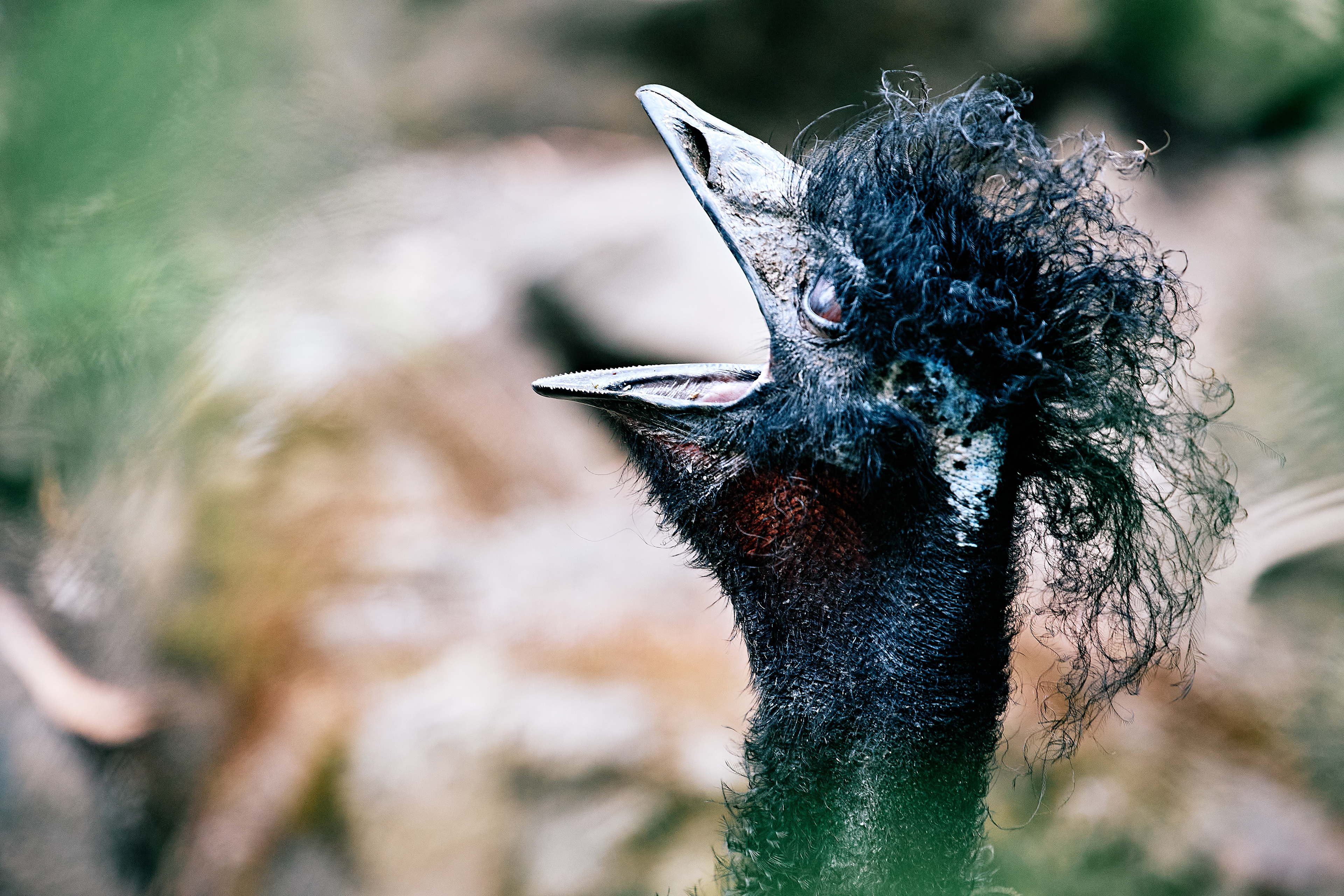 Emu