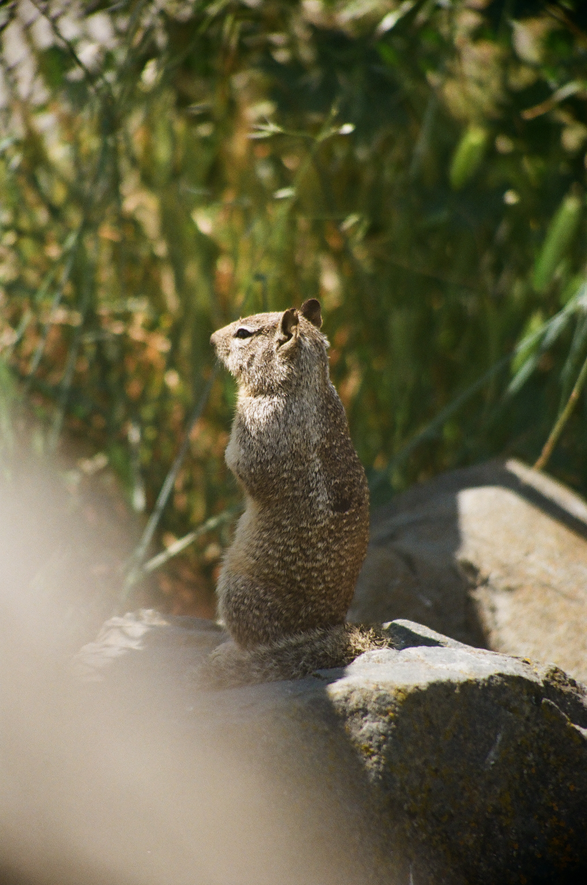 San Jose • March 2022 • Minolta Maxxum 9000 • Minolta 50mm 1.7 AF
