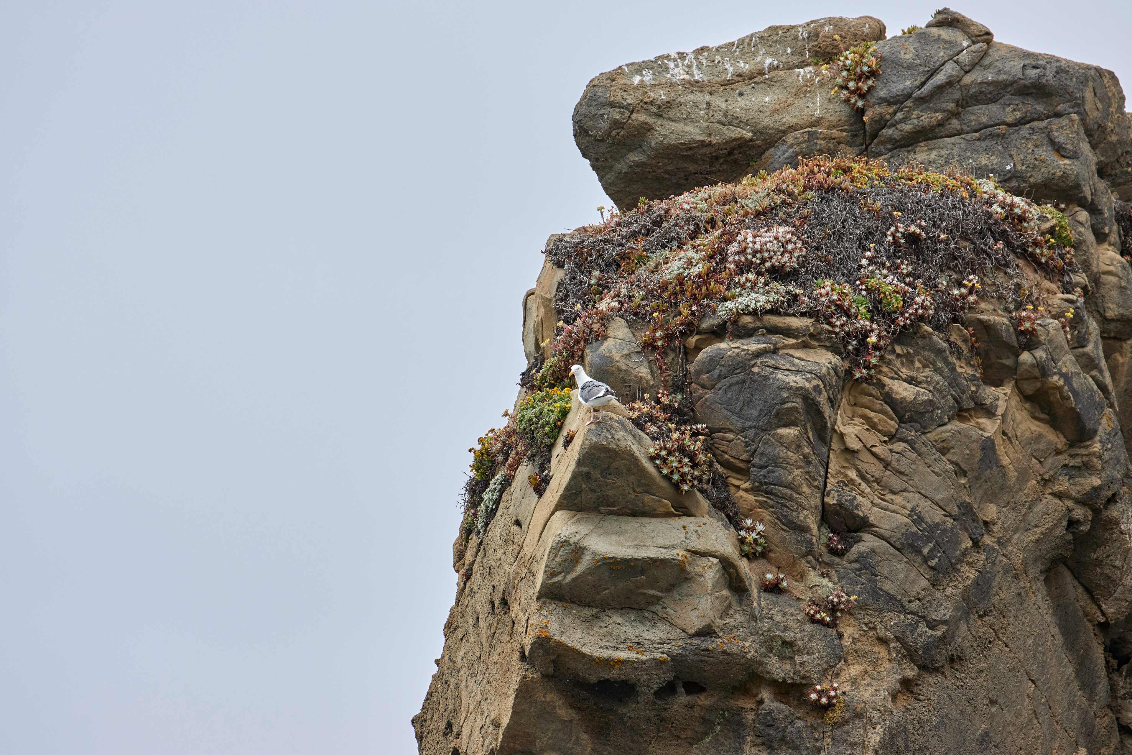 Pfeiffer Beach - July 2020. Canon EOS 90D | EF70-300mm f/4-5.6L IS USM