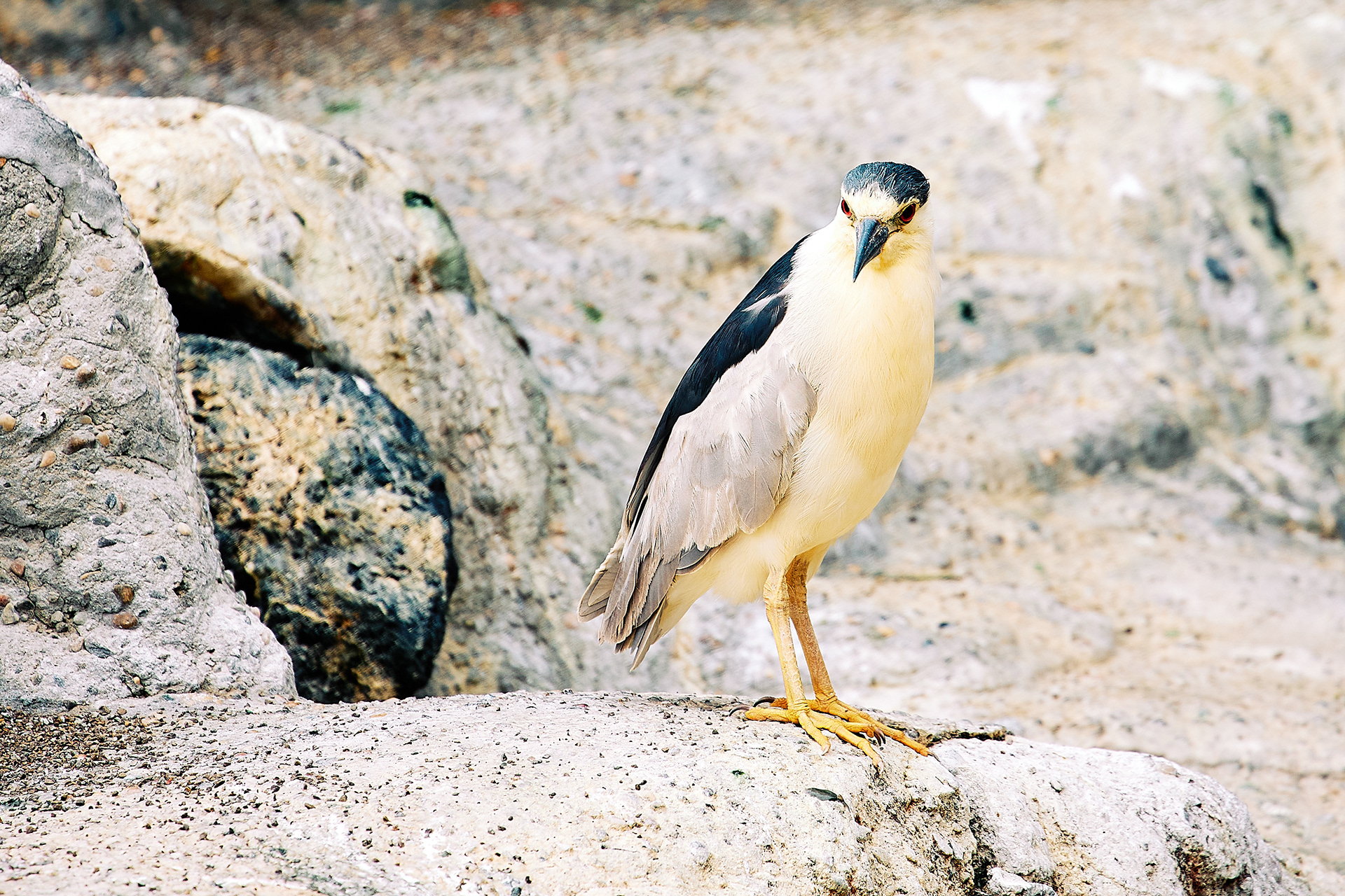 Black-crowned night heron