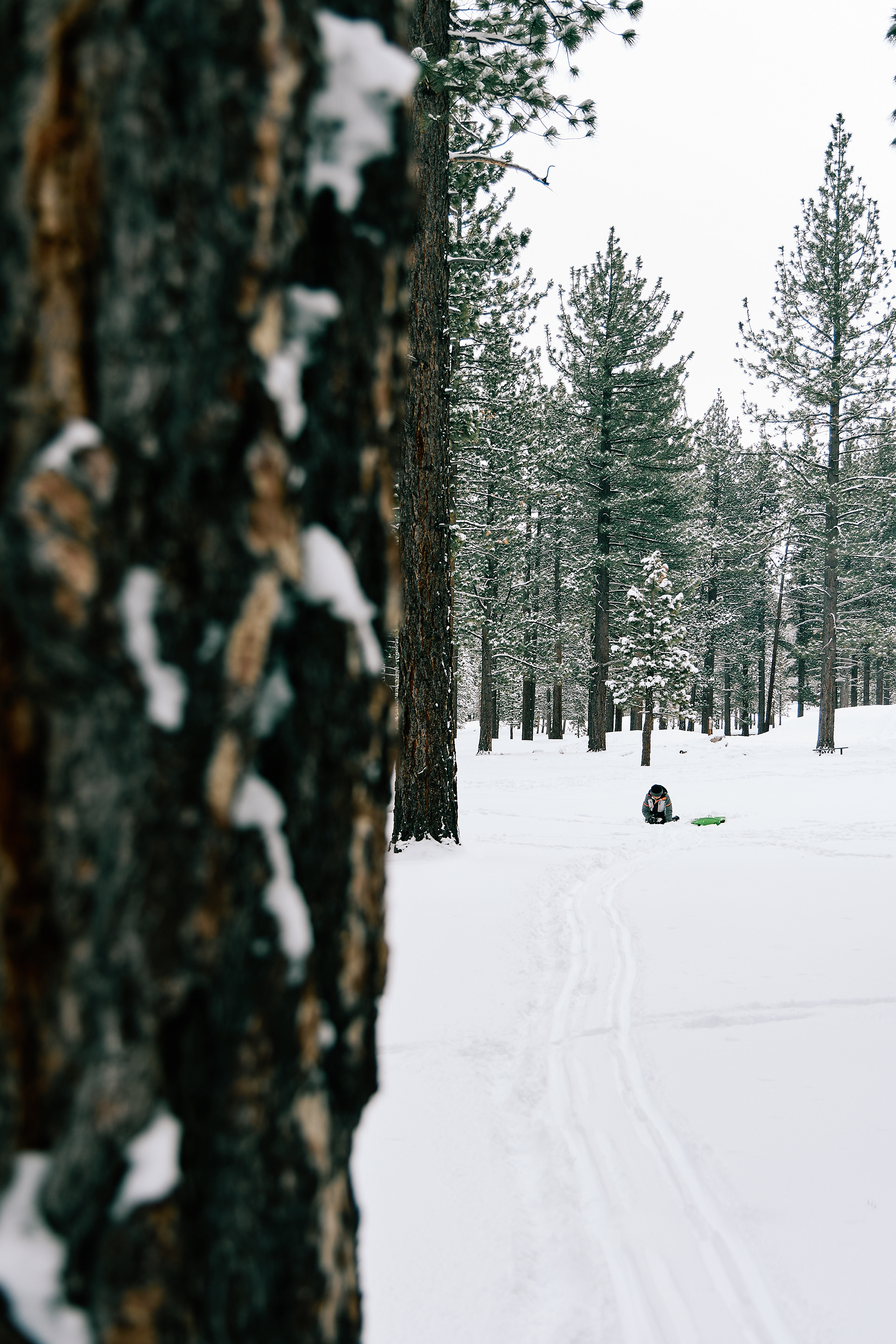Bijou Park, South Lake Tahoe. Canon RF 24-105mm F4L IS USM