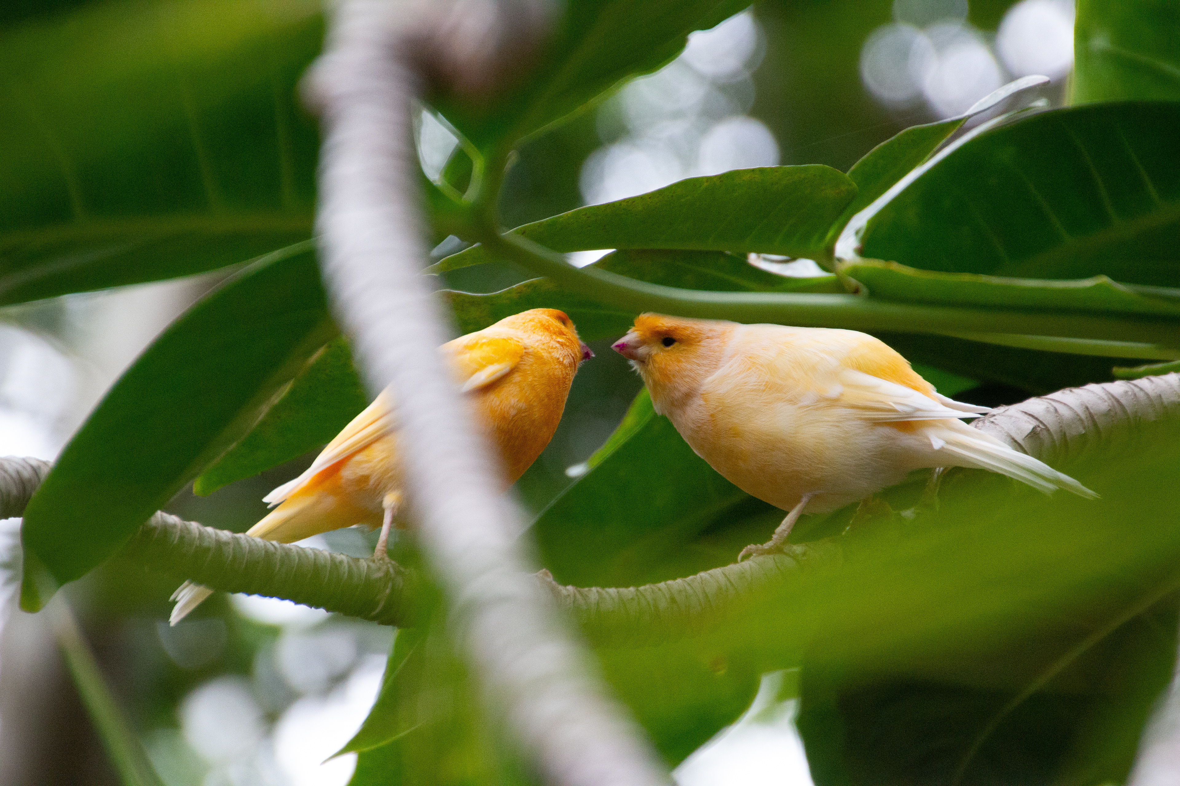 Canon EOS REBEL T2i | Tamron AF 18-270mm f/3.5-6.3 Di II VC PZD