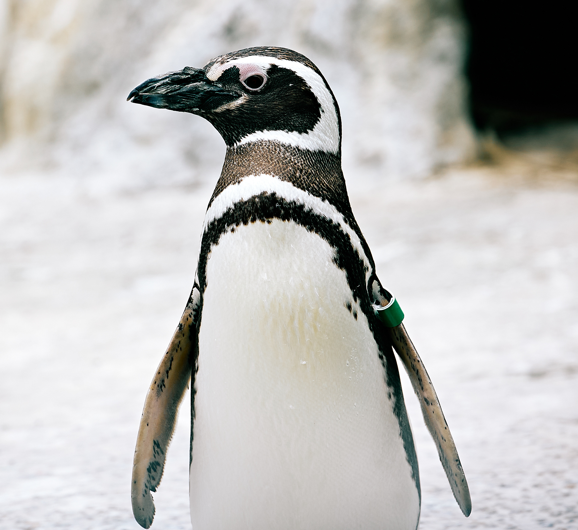 Magellanic Penguin