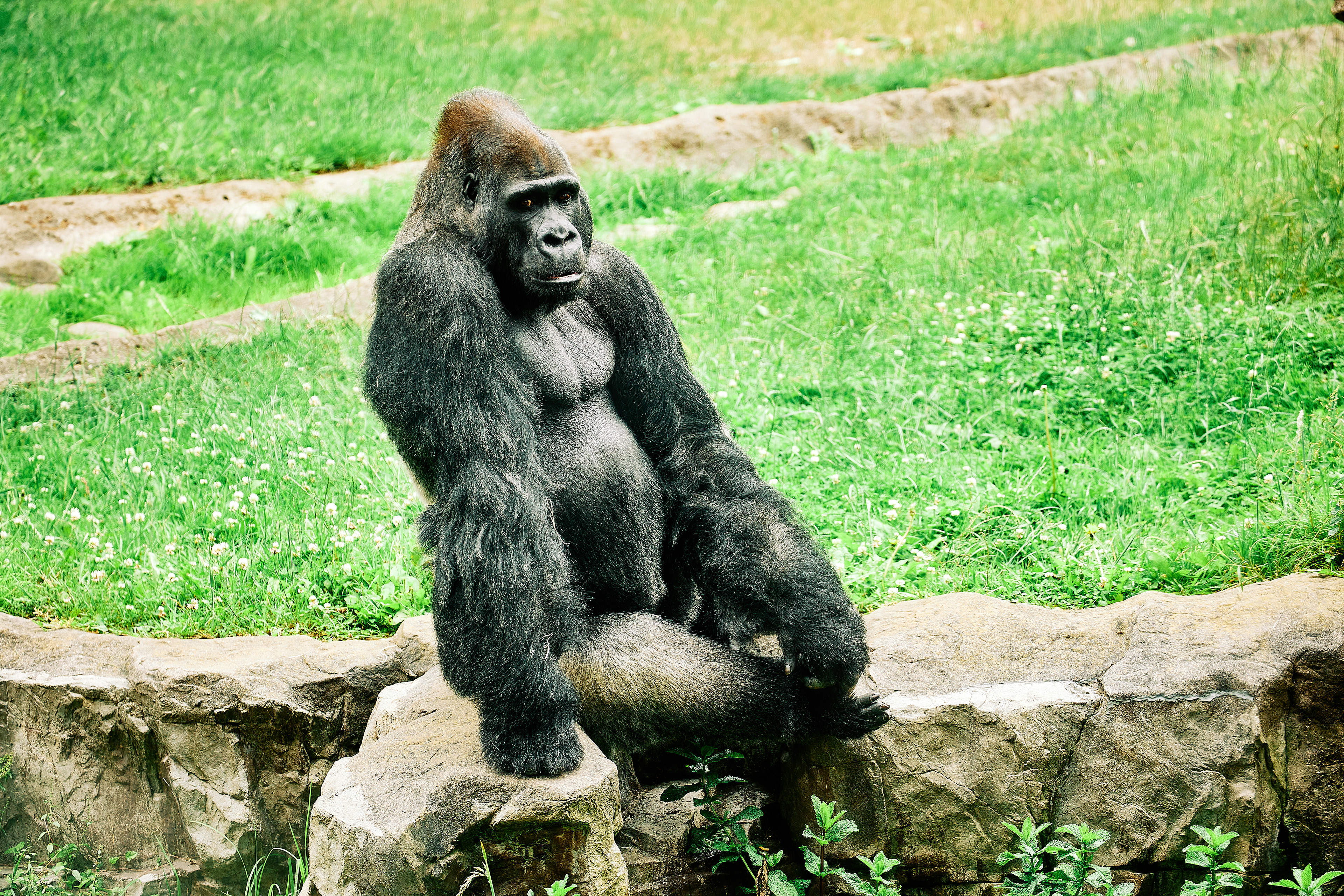 Western Lowland Gorilla