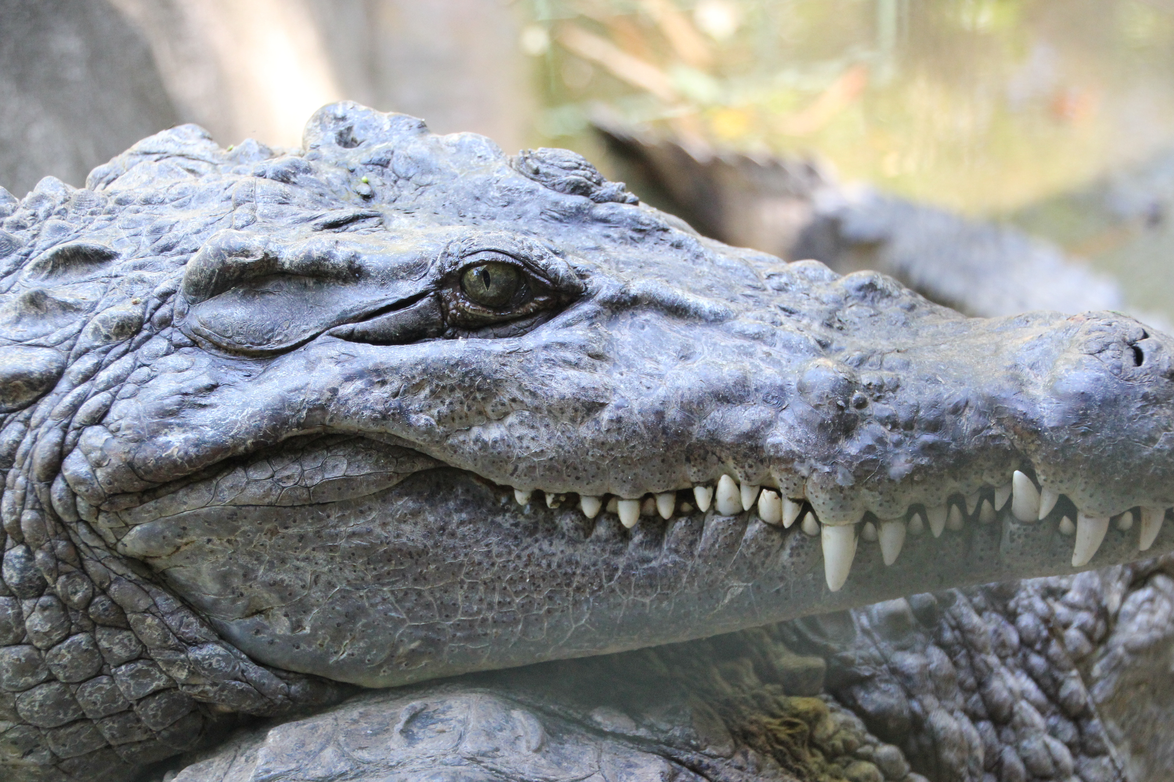 Zoobic, Subic, Zambales, Philippines - October 2014. Canon EOS REBEL T2i