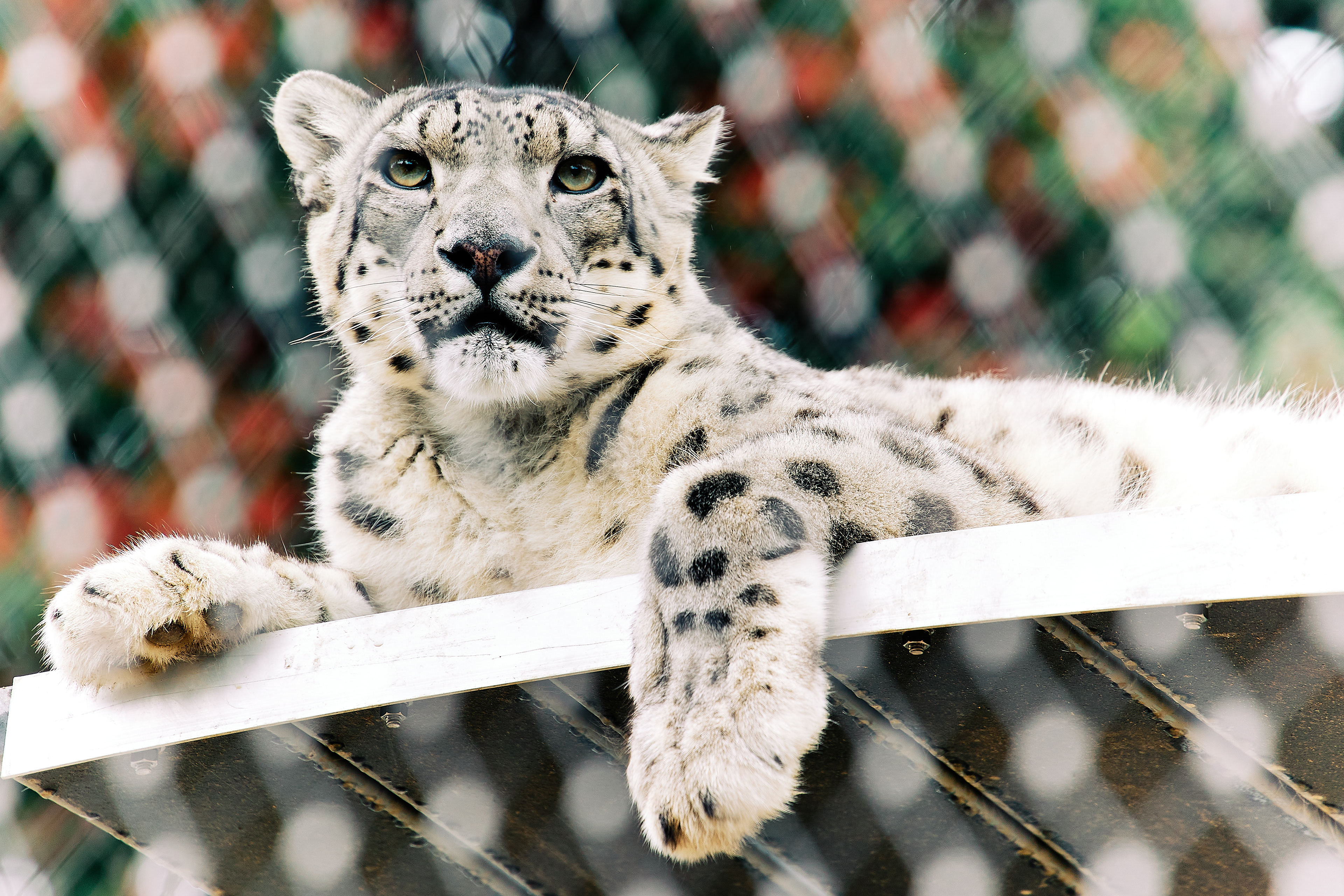 Snow Leopard