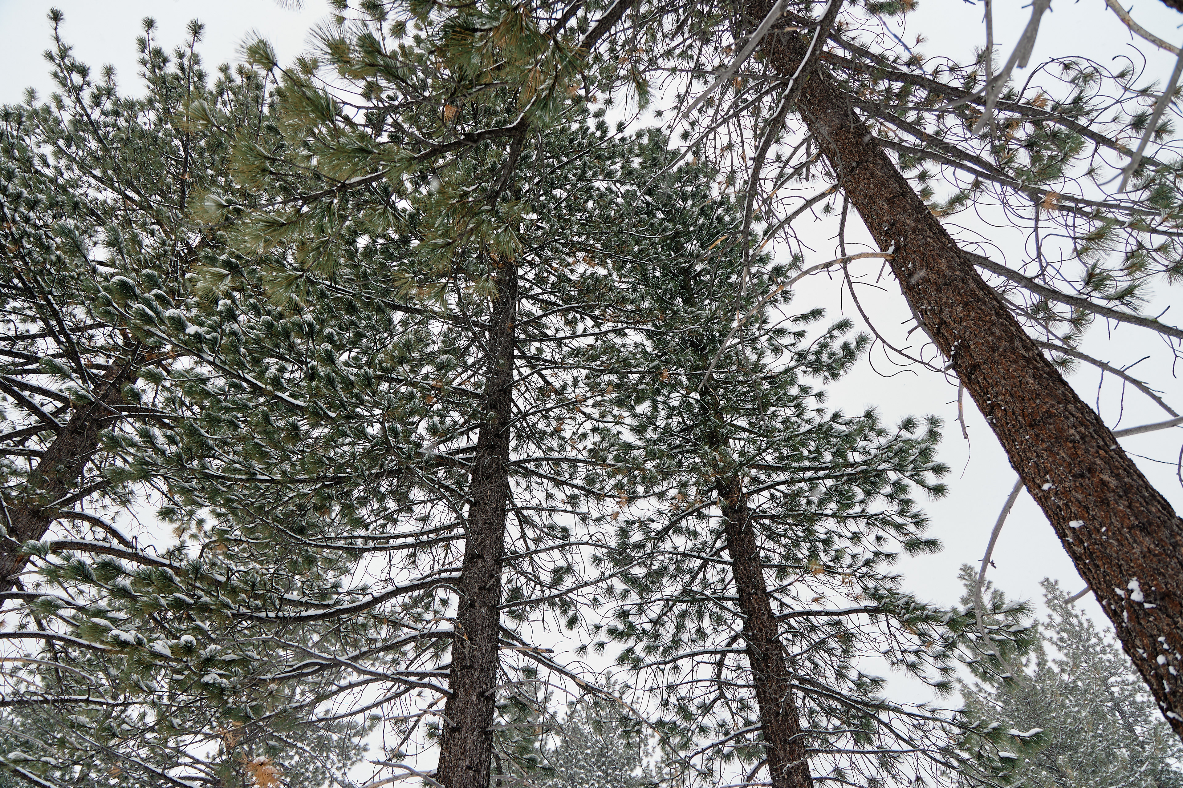 Bijou Park, South Lake Tahoe. Canon RF 24-105mm F4L IS USM
