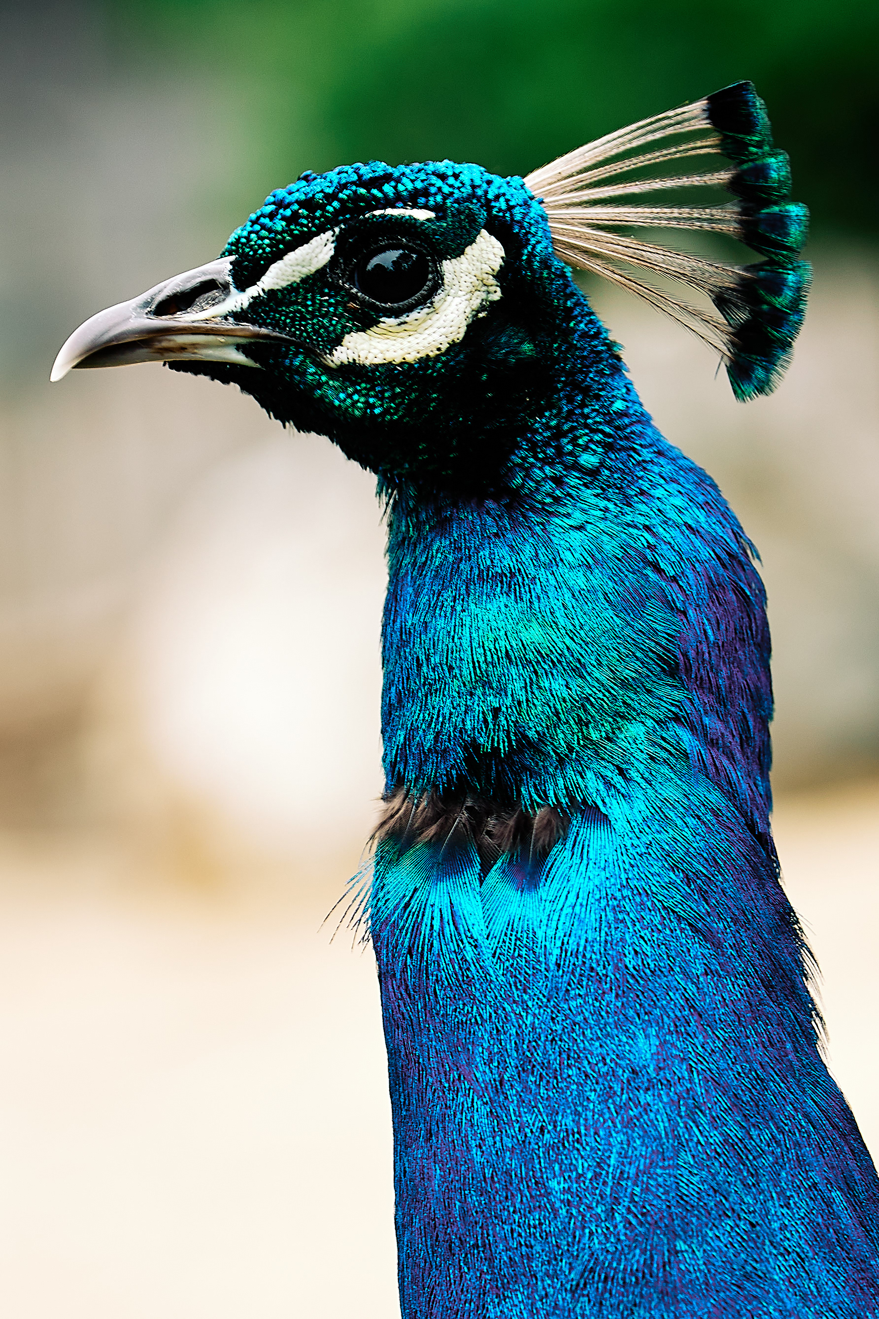 Indian Peacock