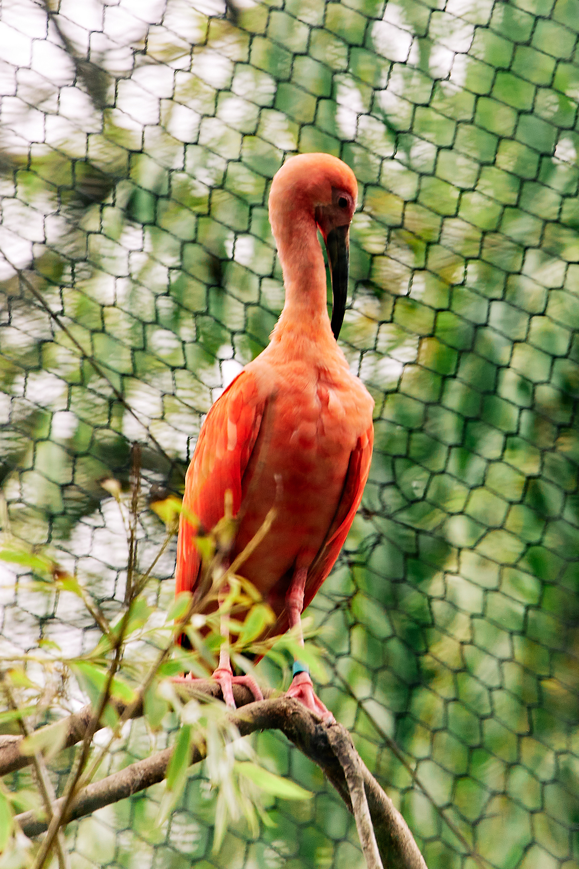 Scarlet ibis