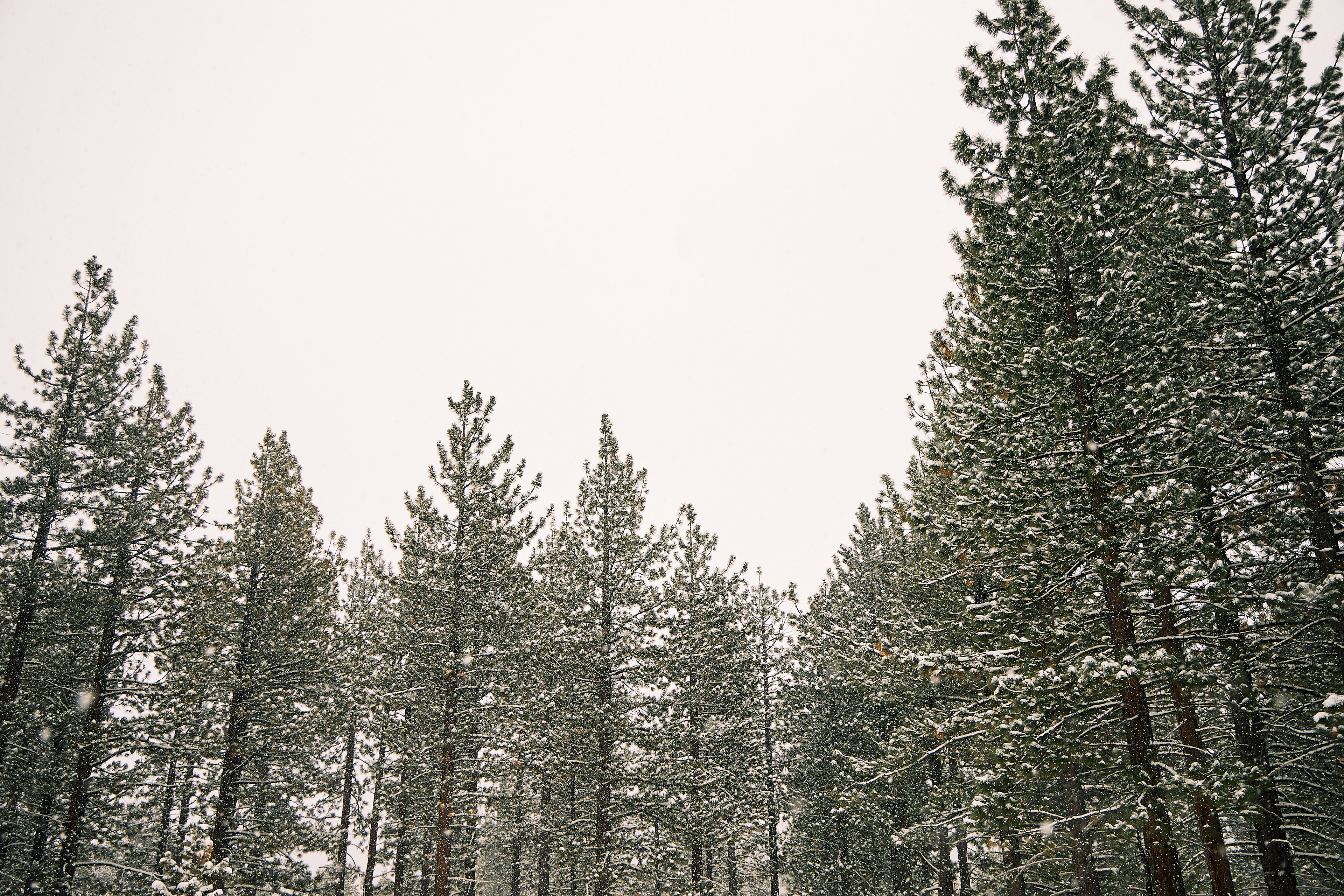 Bijou Park, South Lake Tahoe. Canon RF 24-105mm F4L IS USM