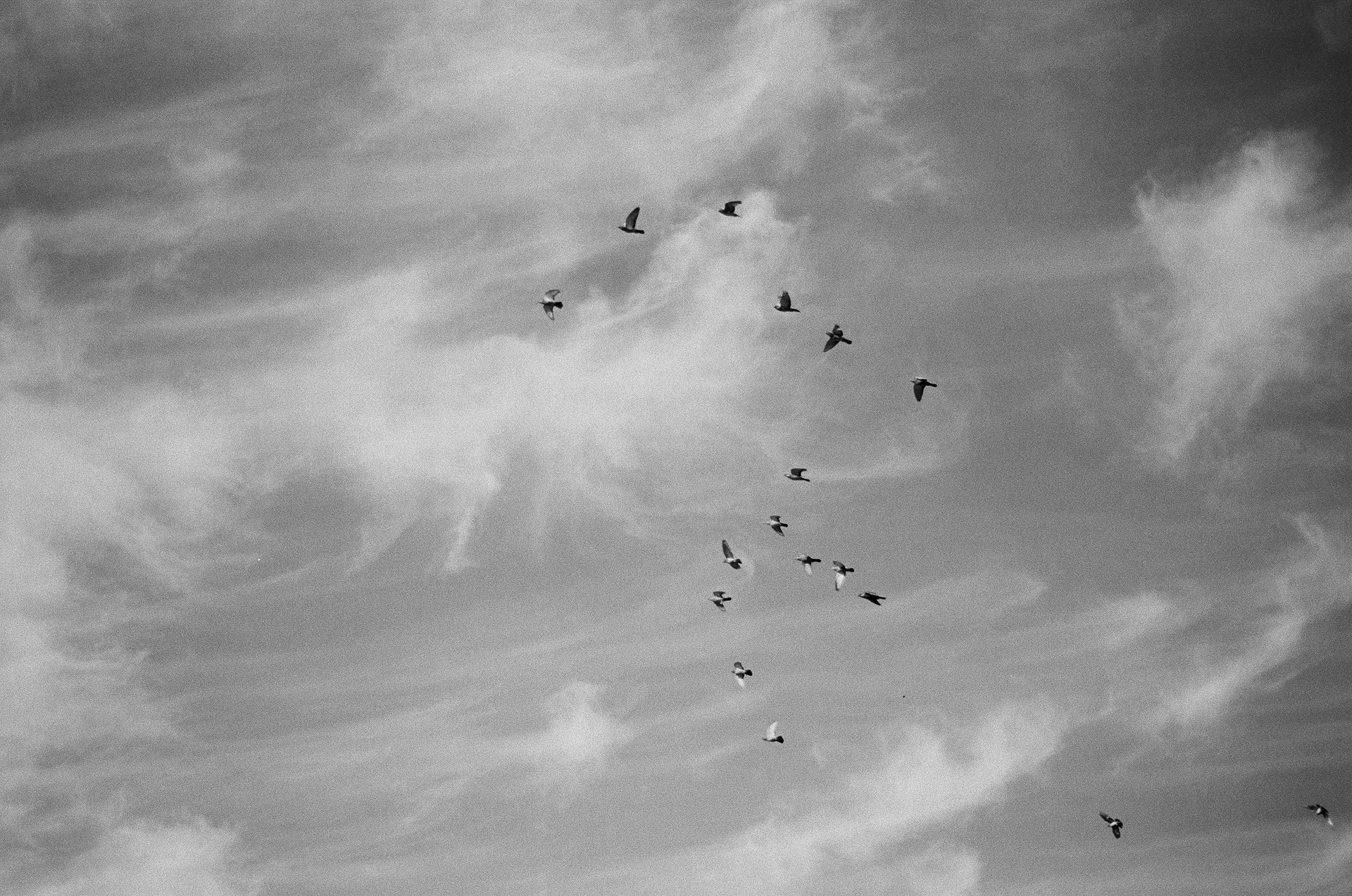 San Jose • March 2022 • Minolta Maxxum 9000 • Minolta 50mm 1.7 AF • Kodak Select Series 400 B&W Plus