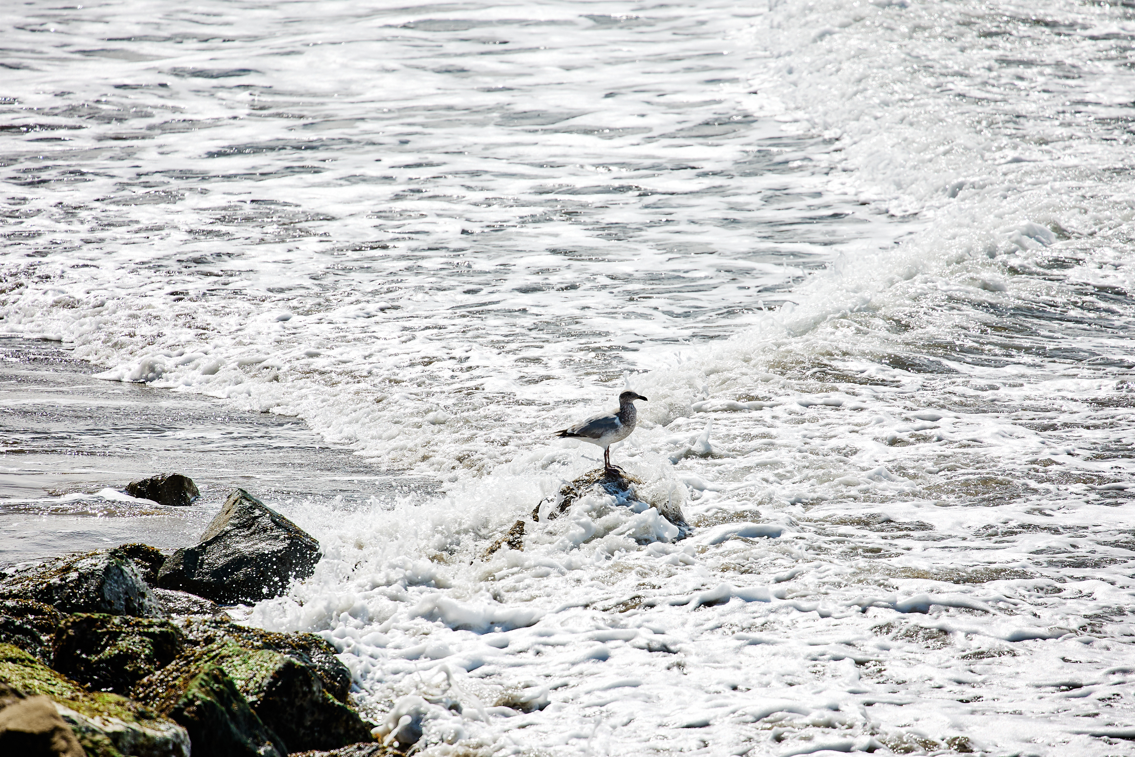 Half Moon Bay - April 2023. Canon EOS R6 | EF70-300mm f/4-5.6L IS USM