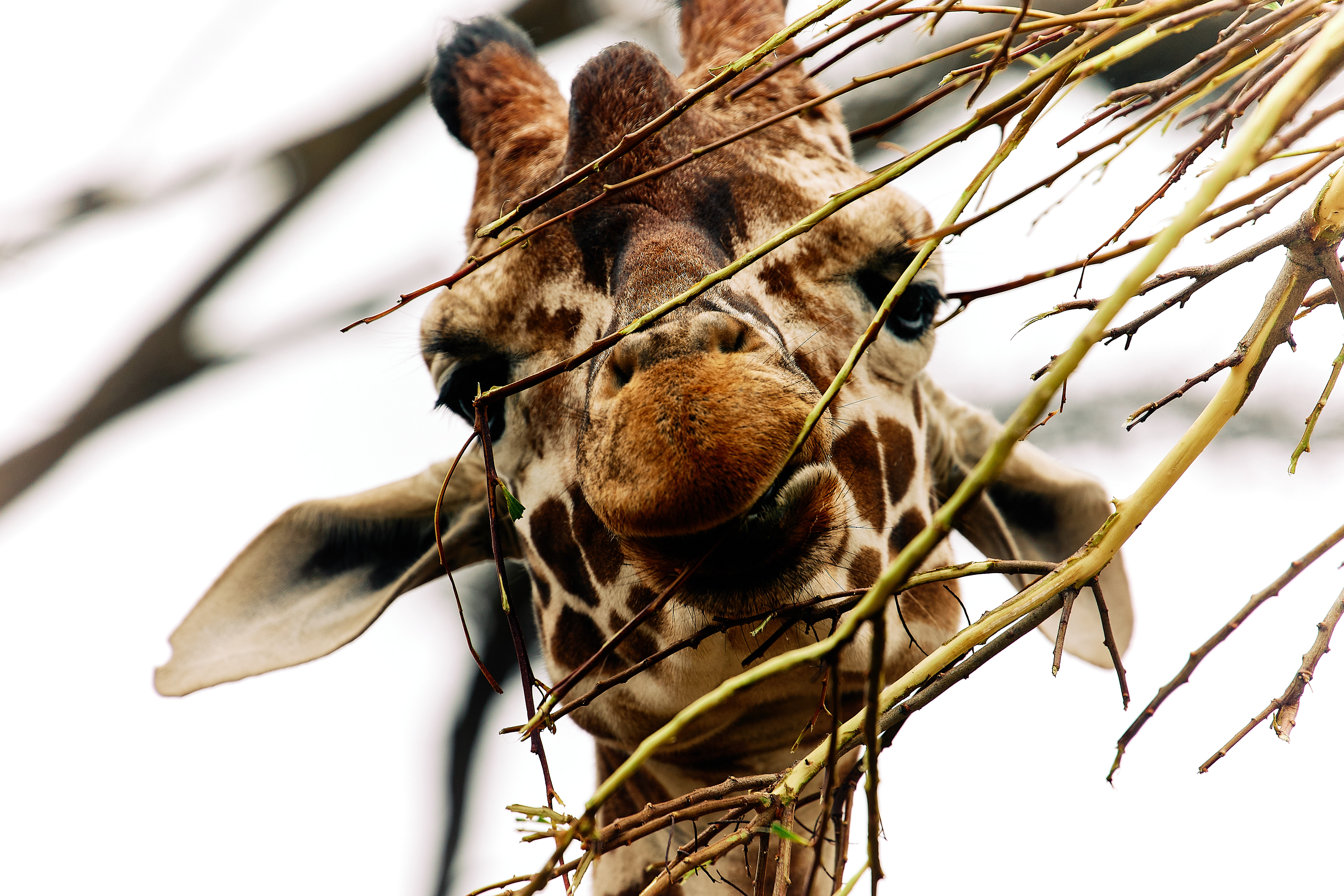 Giraffe chewing on a branch