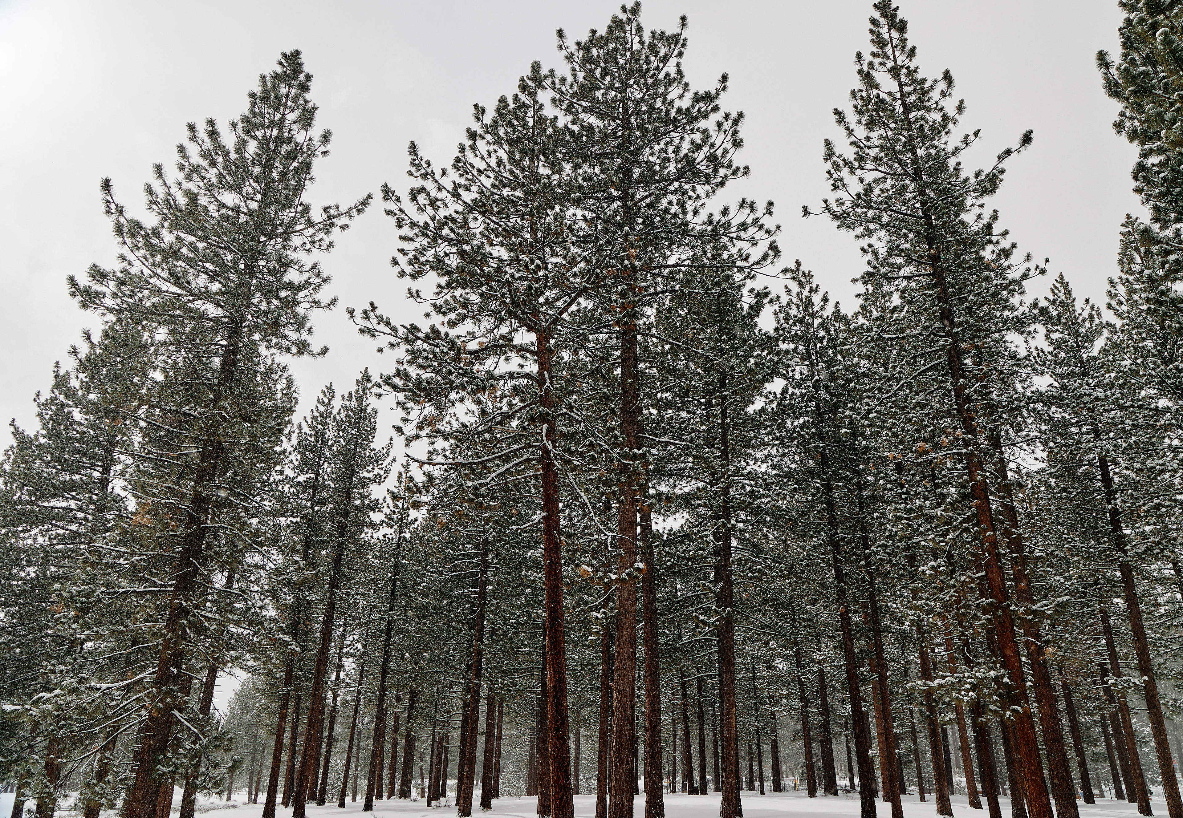 Bijou Park, South Lake Tahoe. Canon RF 24-105mm F4L IS USM
