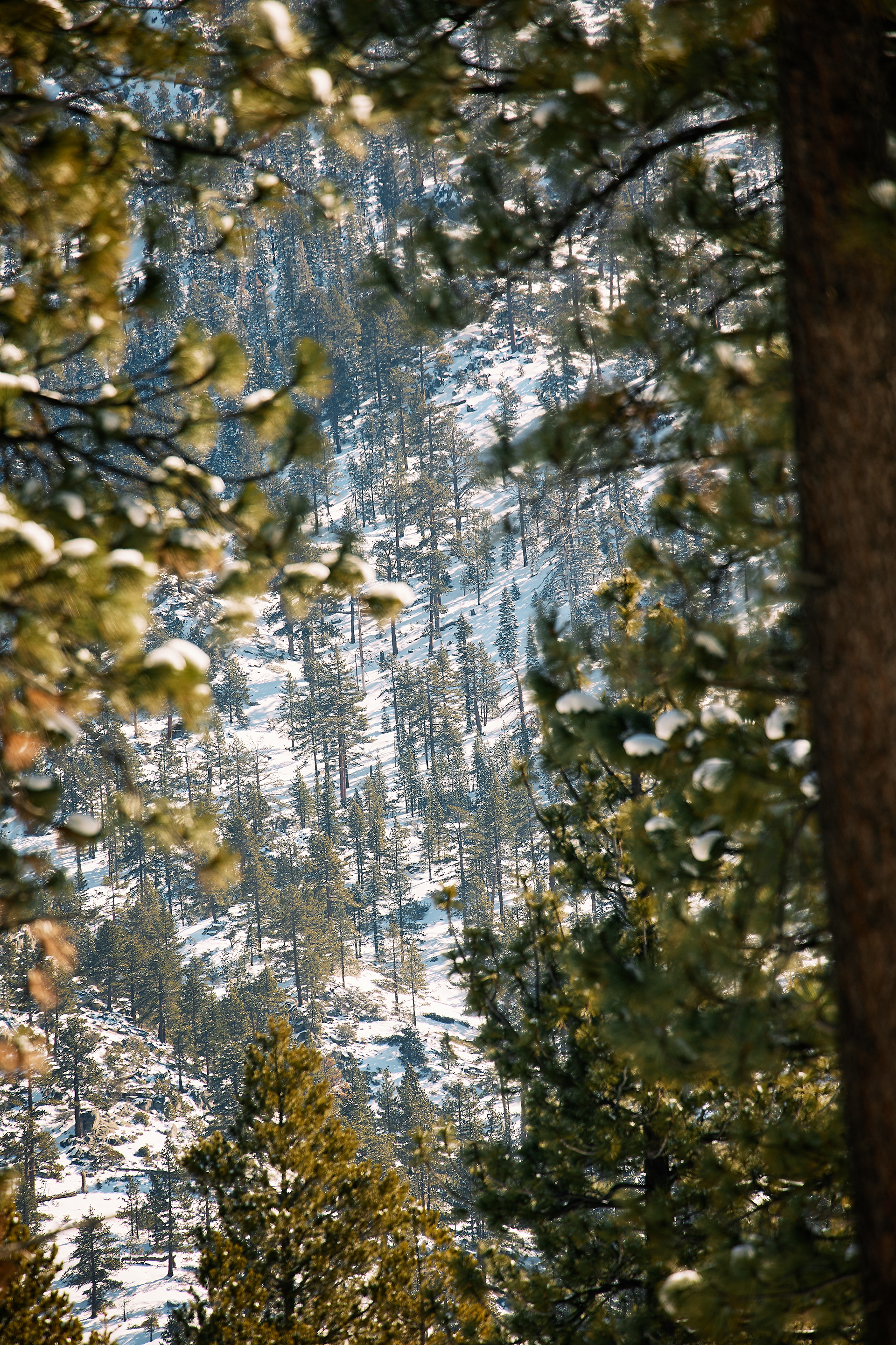 Bijou Park. EF70-300mm f/4-5.6L IS USM