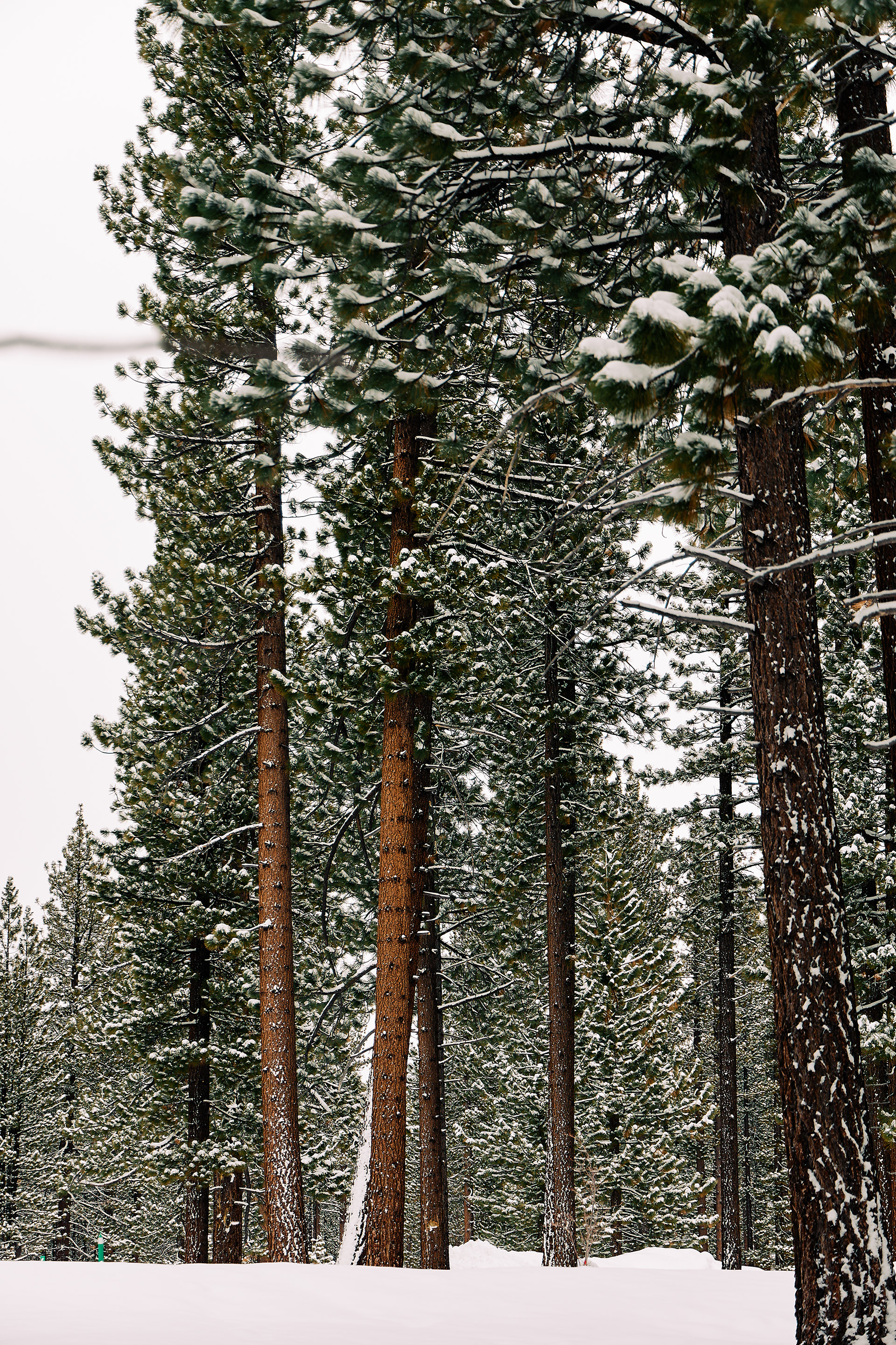 Bijou Park, South Lake Tahoe. Canon RF 24-105mm F4L IS USM