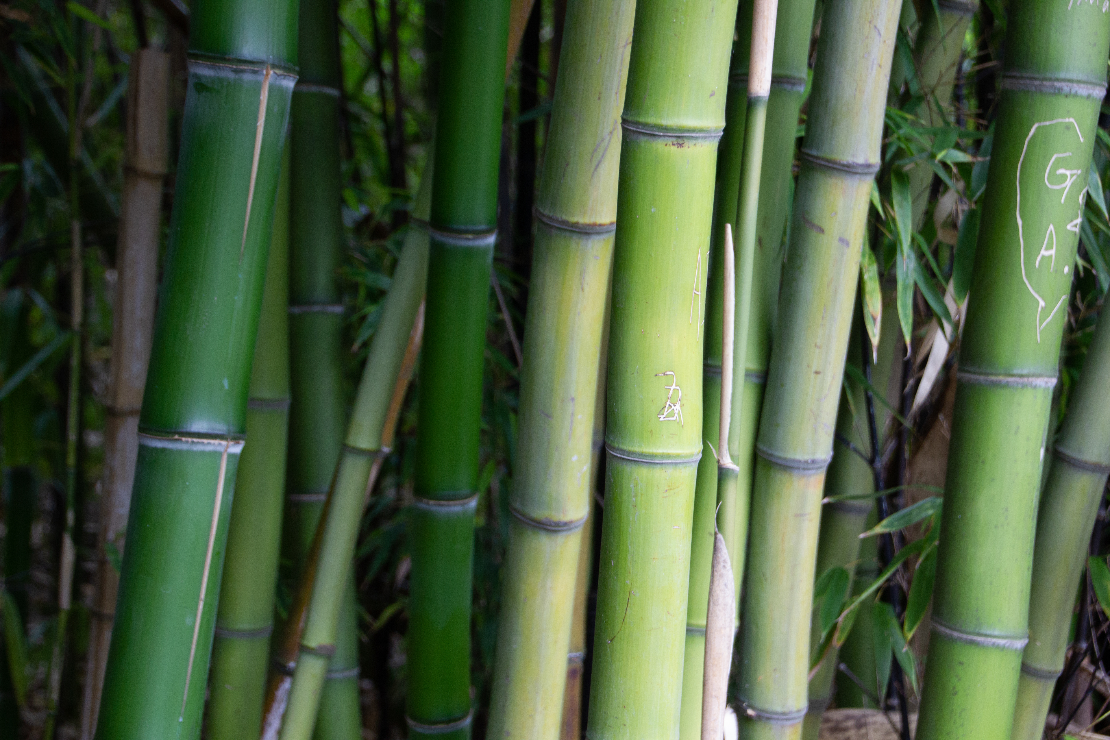 Canon EOS REBEL T2i | Tamron AF 18-270mm f/3.5-6.3 Di II VC PZD