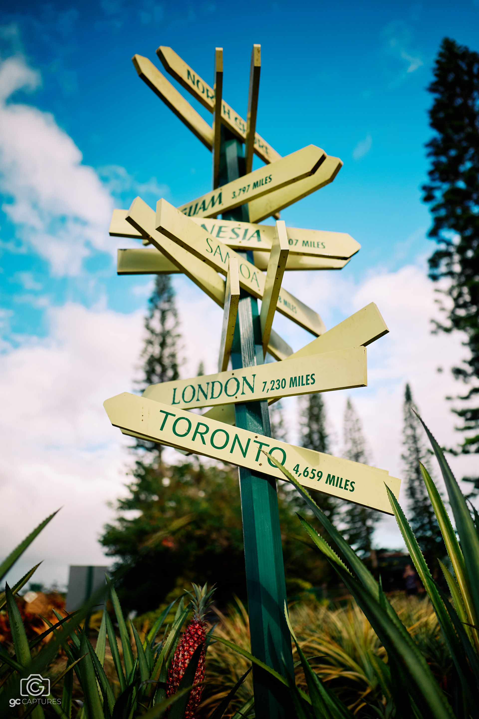 1,000 Miles - Dole Plantation, Wahiawa, Hawaii. Canon RF 24mm F1.4 L VCM