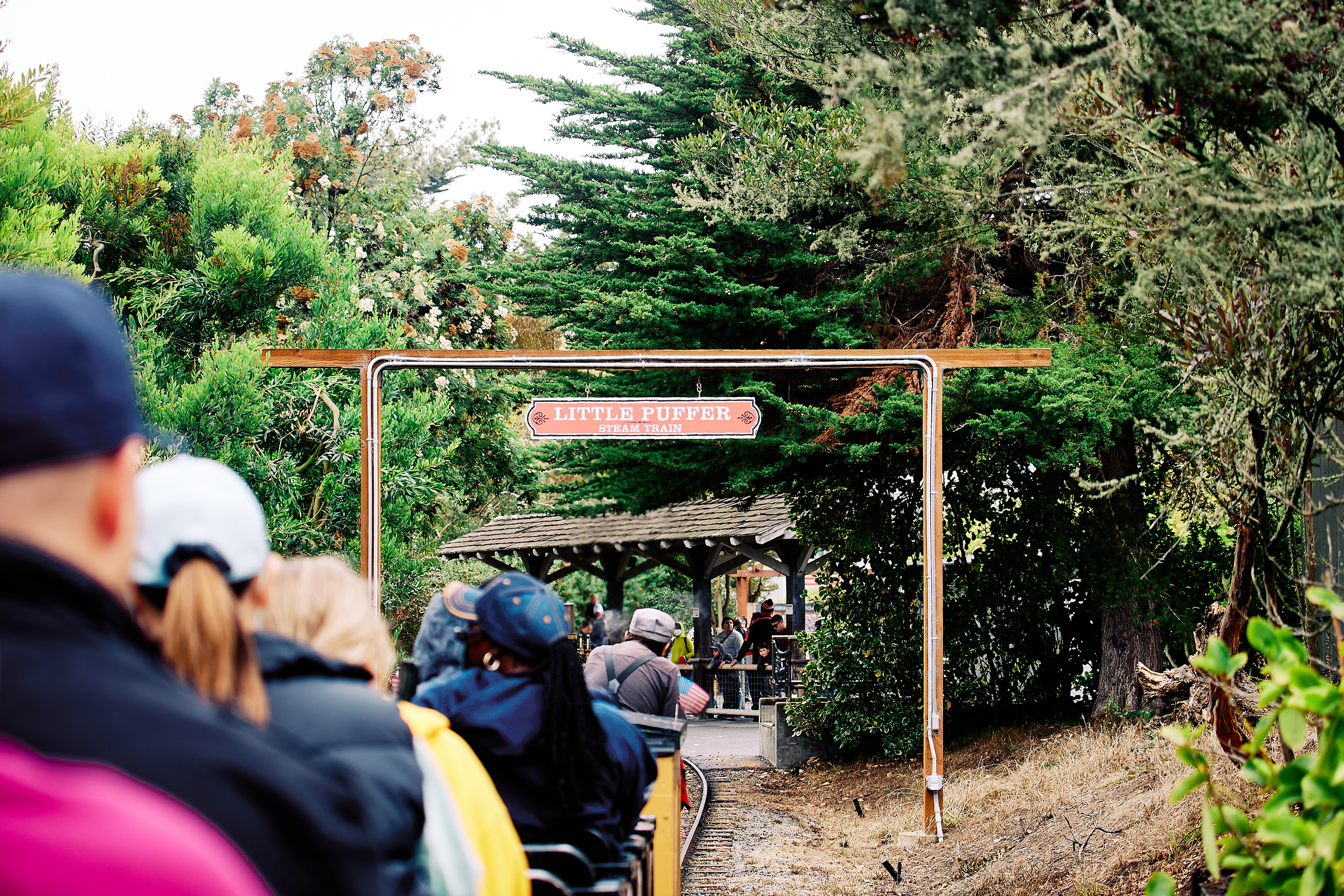 Little Puffer steam strain