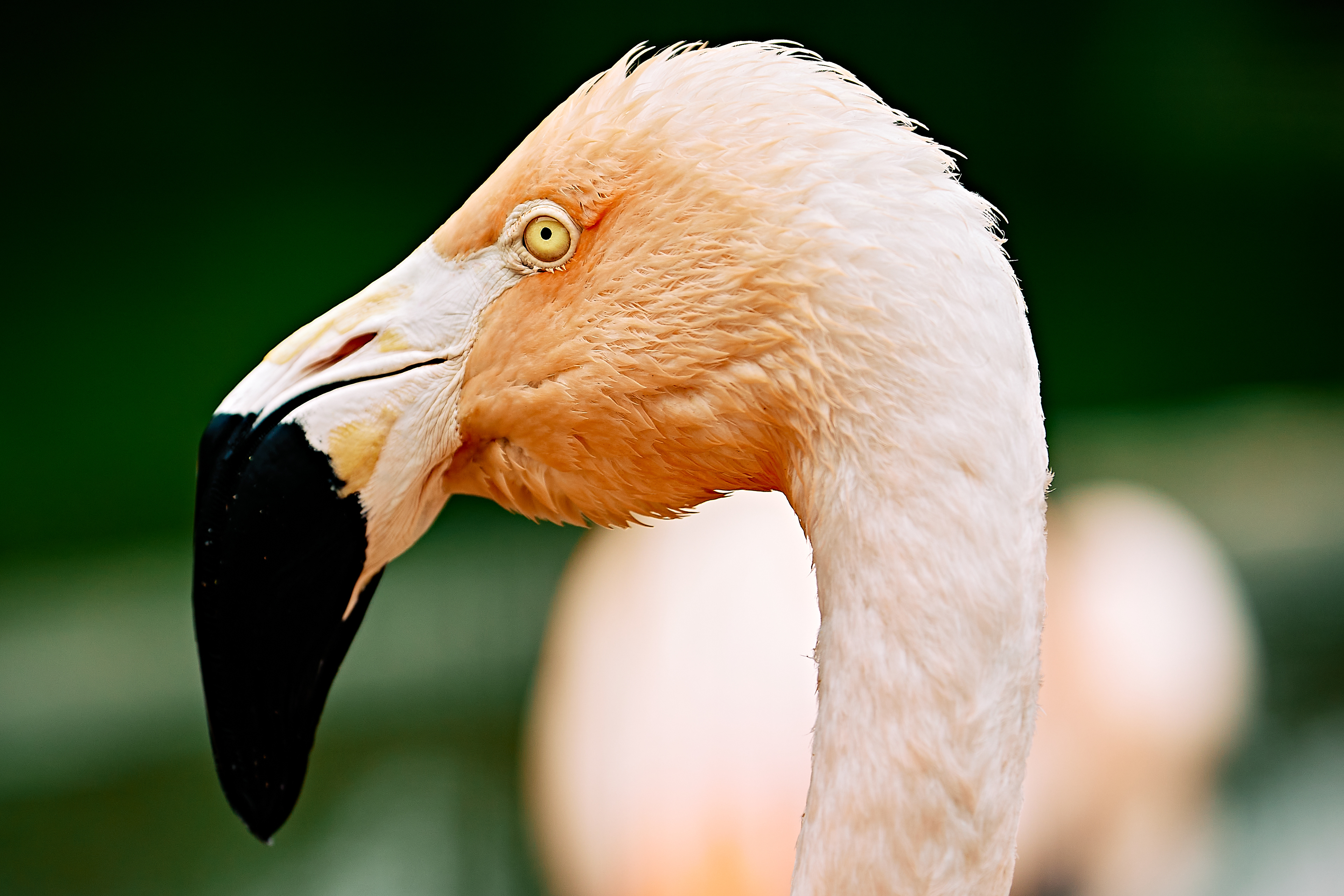 Chilean Flamingo