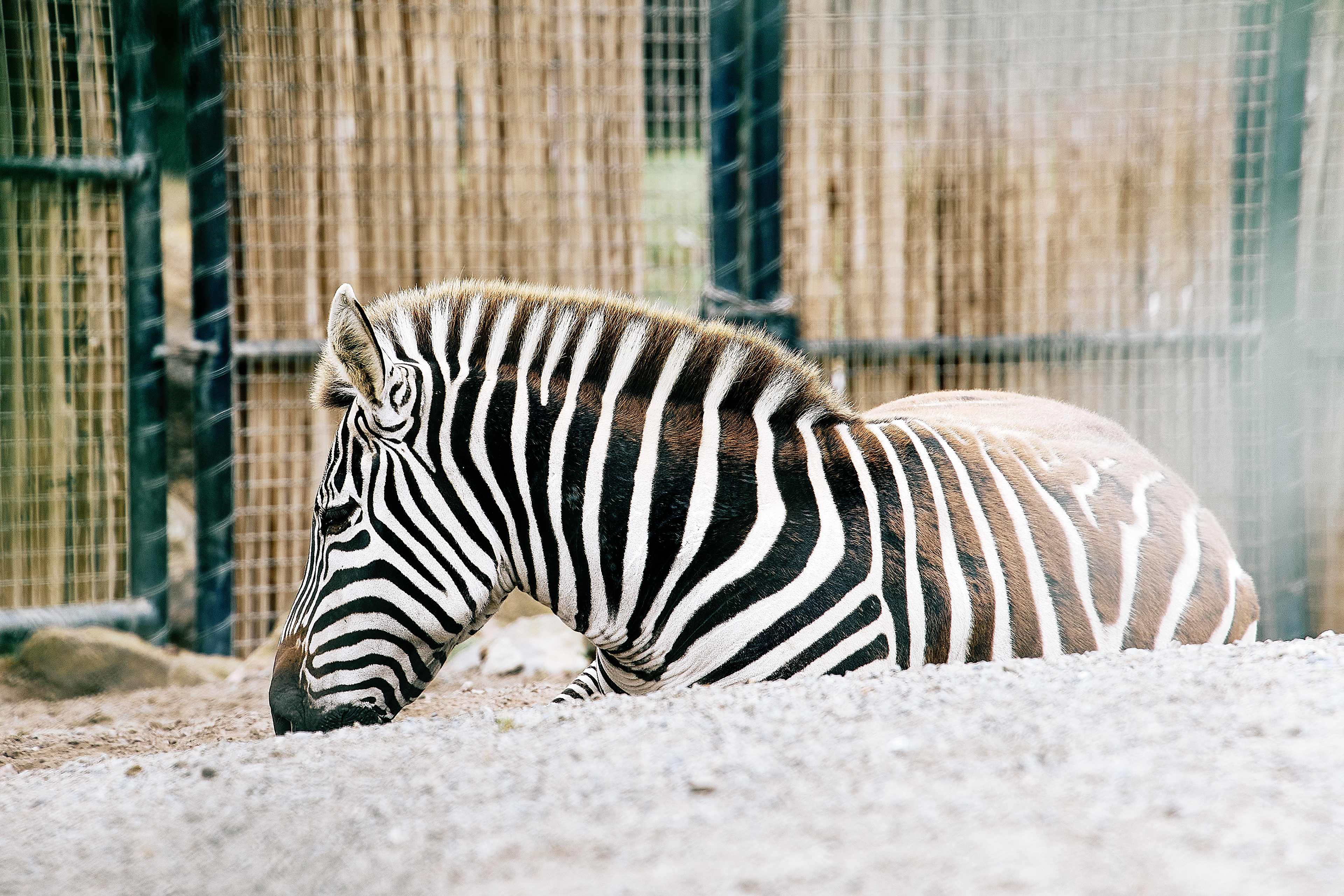 Grant's Zebra