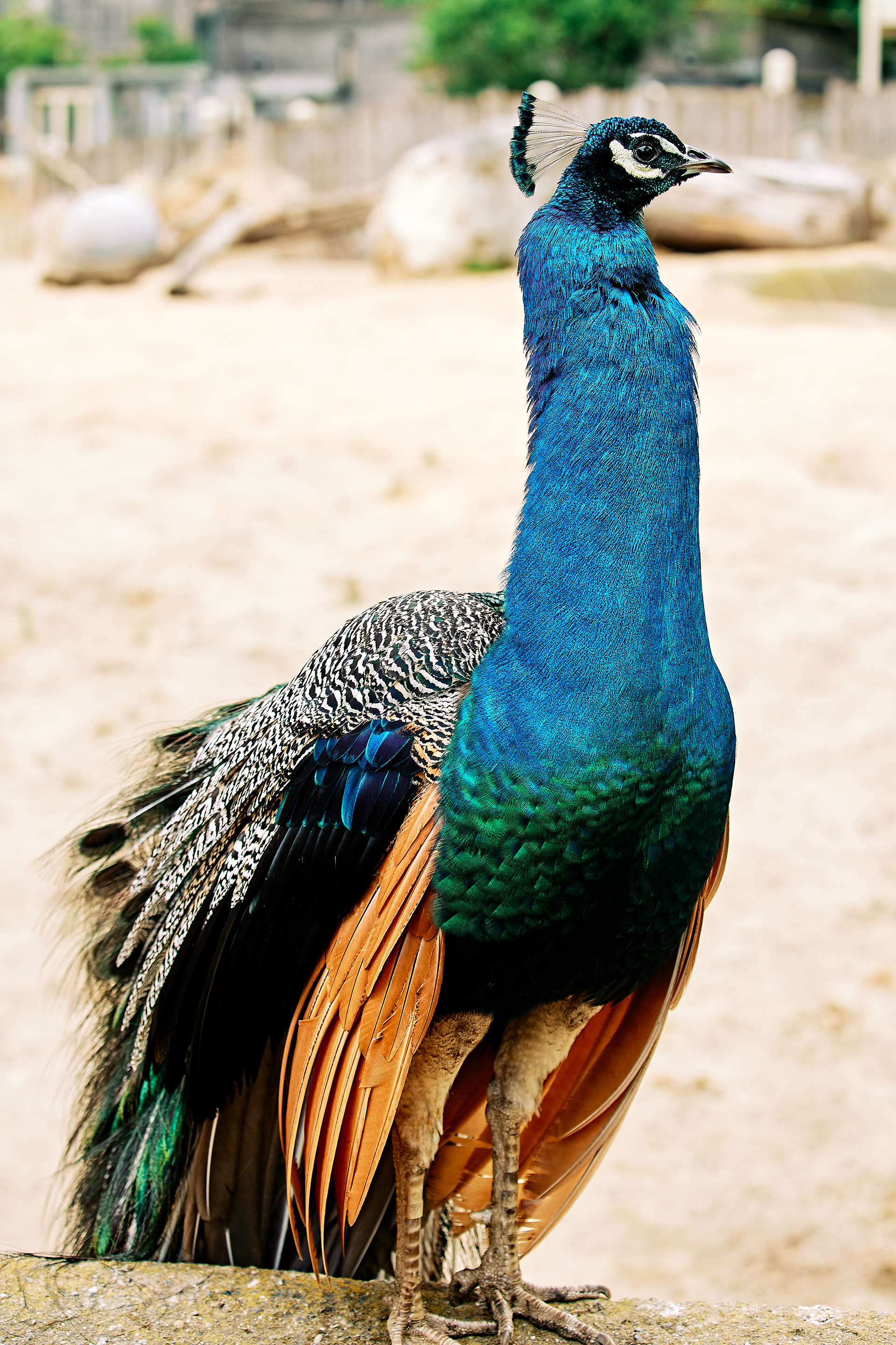 Indian Peacock