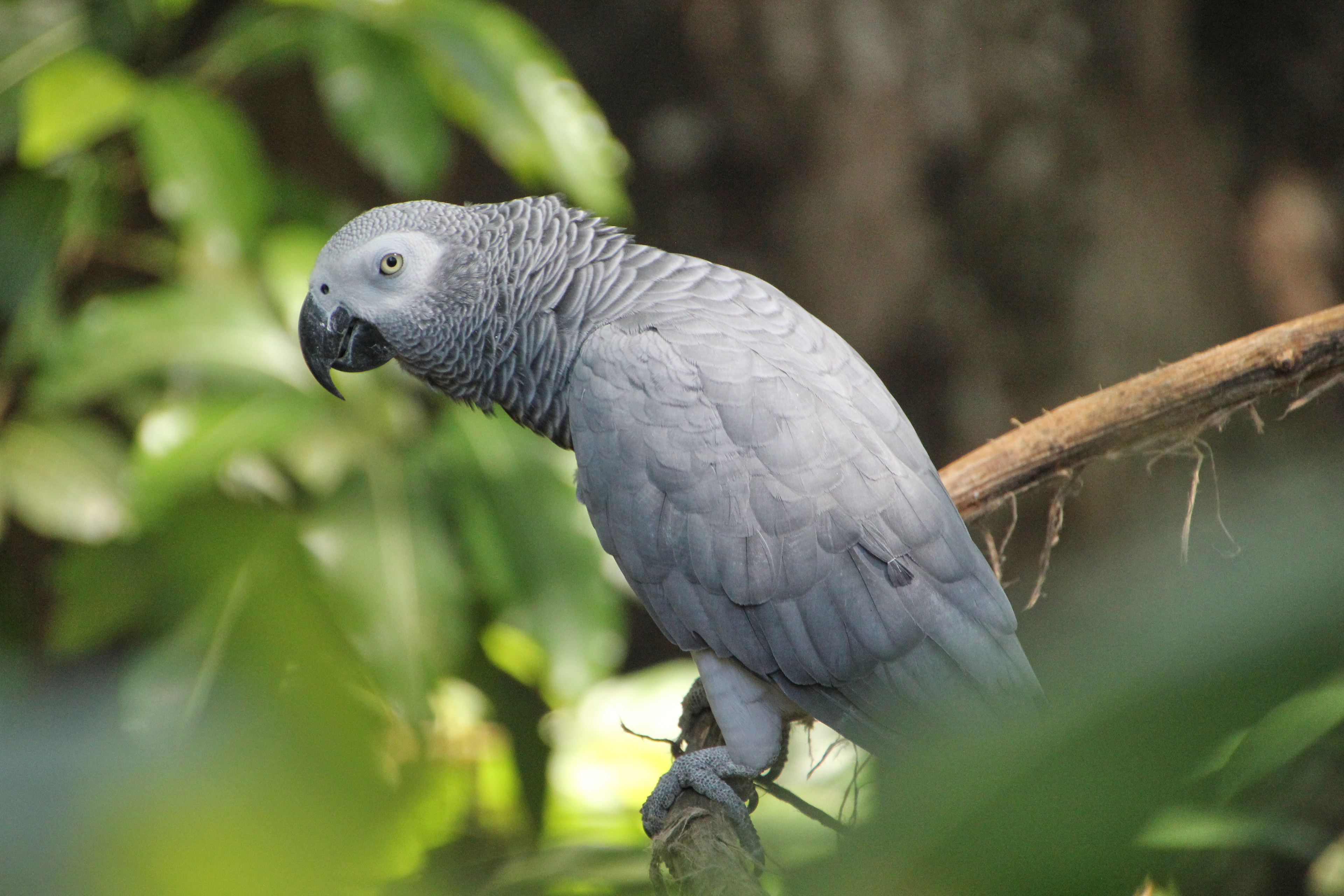 Zoobic, Subic, Zambales, Philippines - October 2014. Canon EOS REBEL T2i