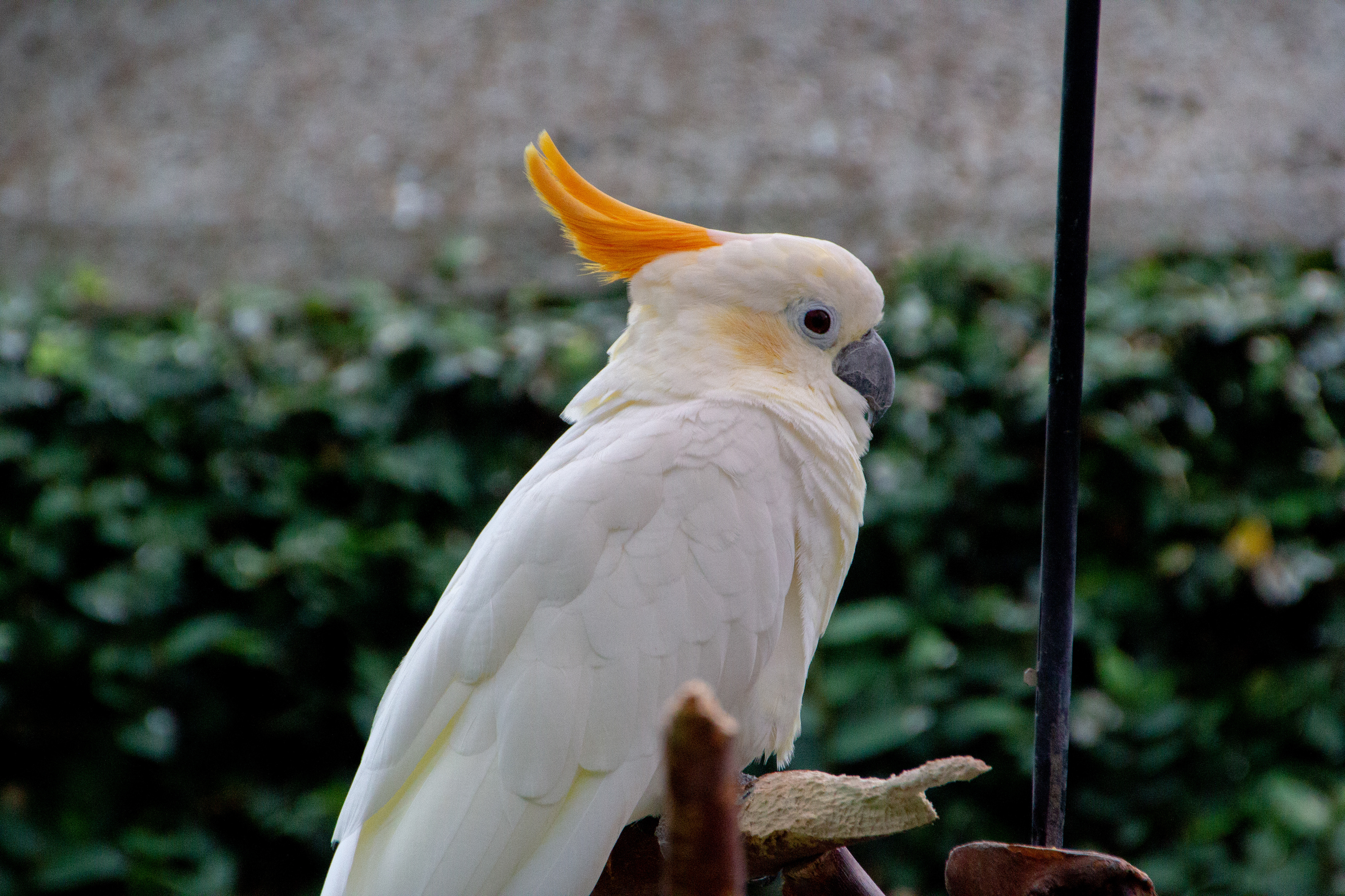 Canon EOS REBEL T2i | Tamron AF 18-270mm f/3.5-6.3 Di II VC PZD