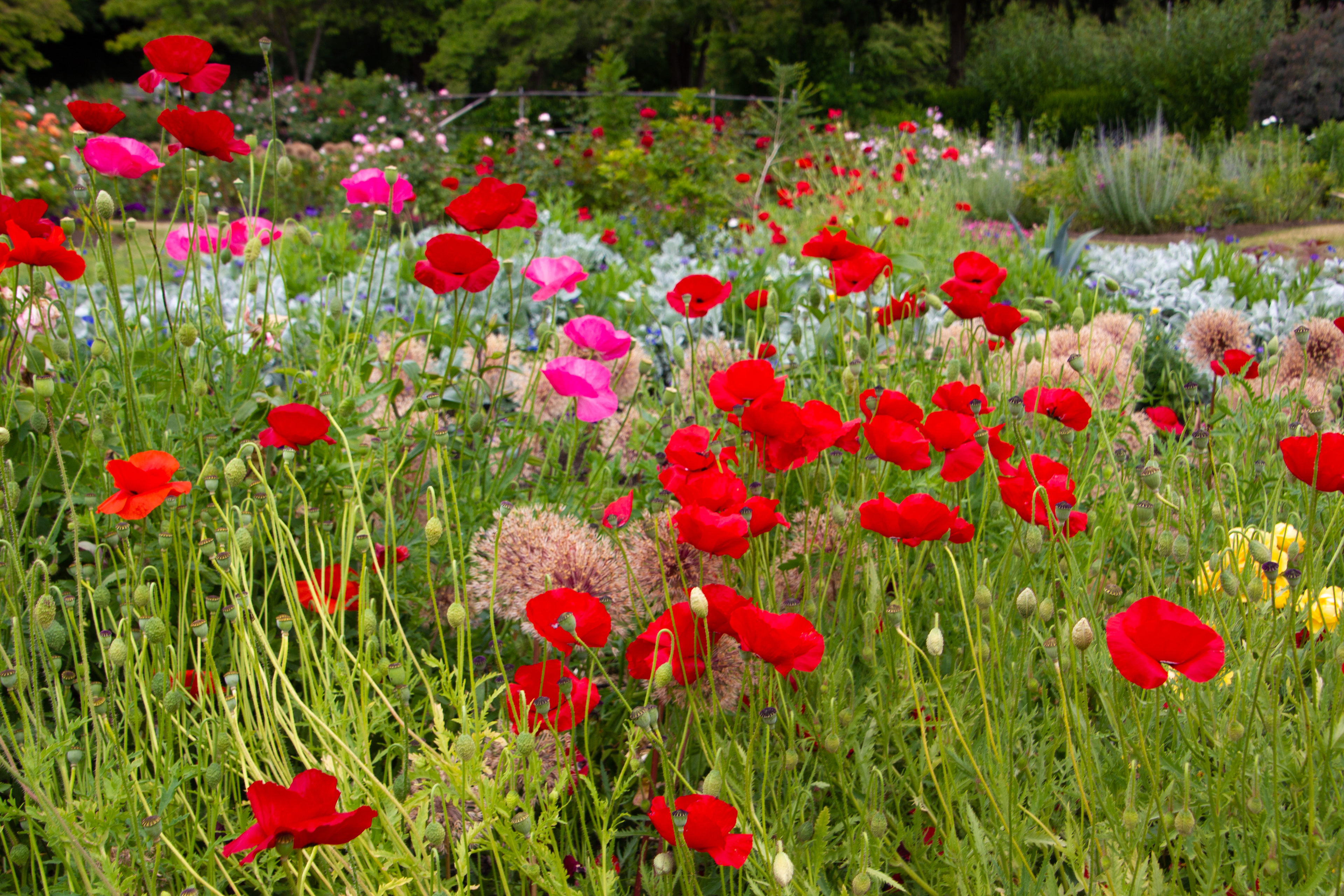 Canon EOS REBEL T2i | Tamron AF 18-270mm f/3.5-6.3 Di II VC PZD